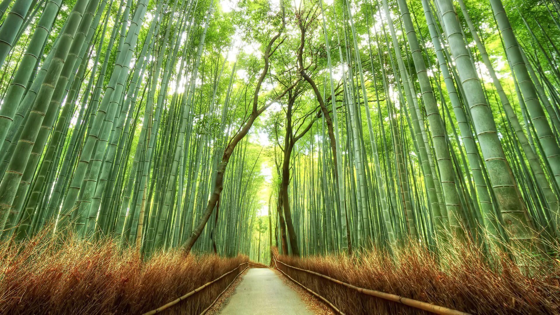 Arashiyama Wallpapers