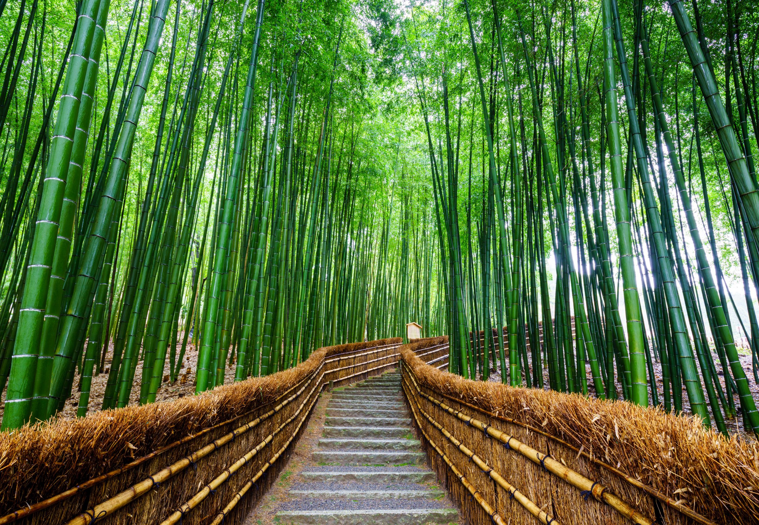 Arashiyama Wallpapers