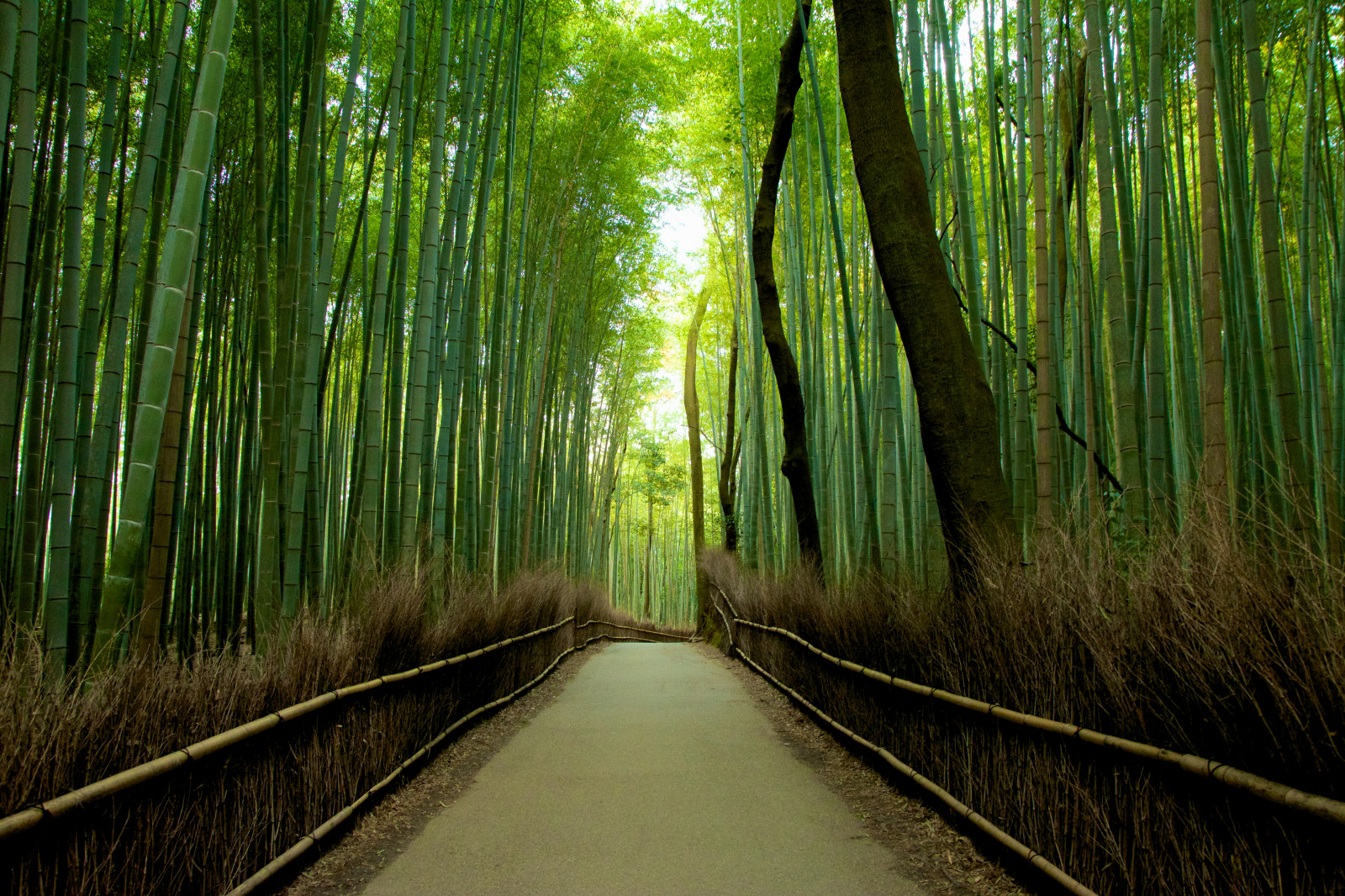 Arashiyama Wallpapers