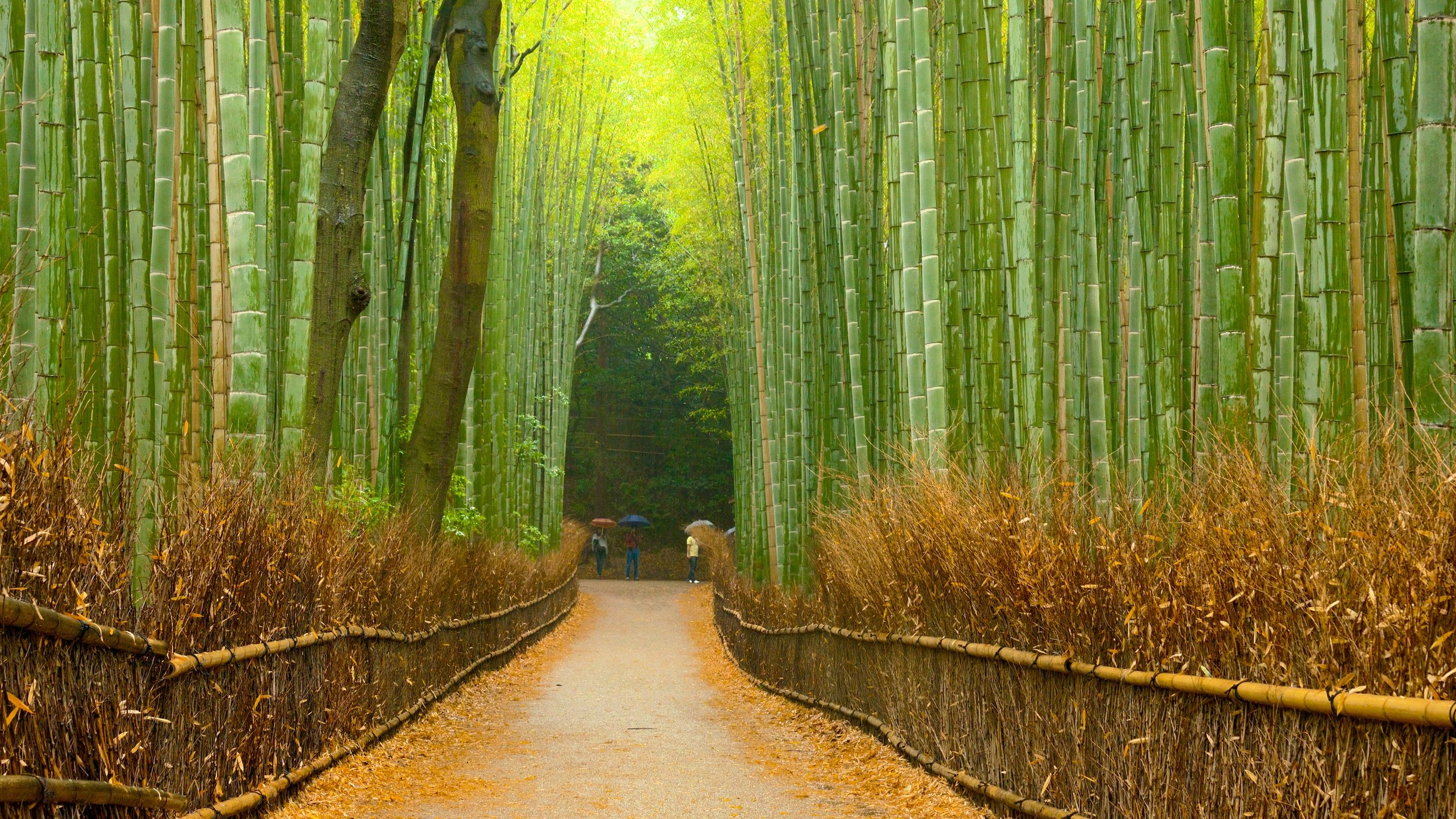 Arashiyama Wallpapers