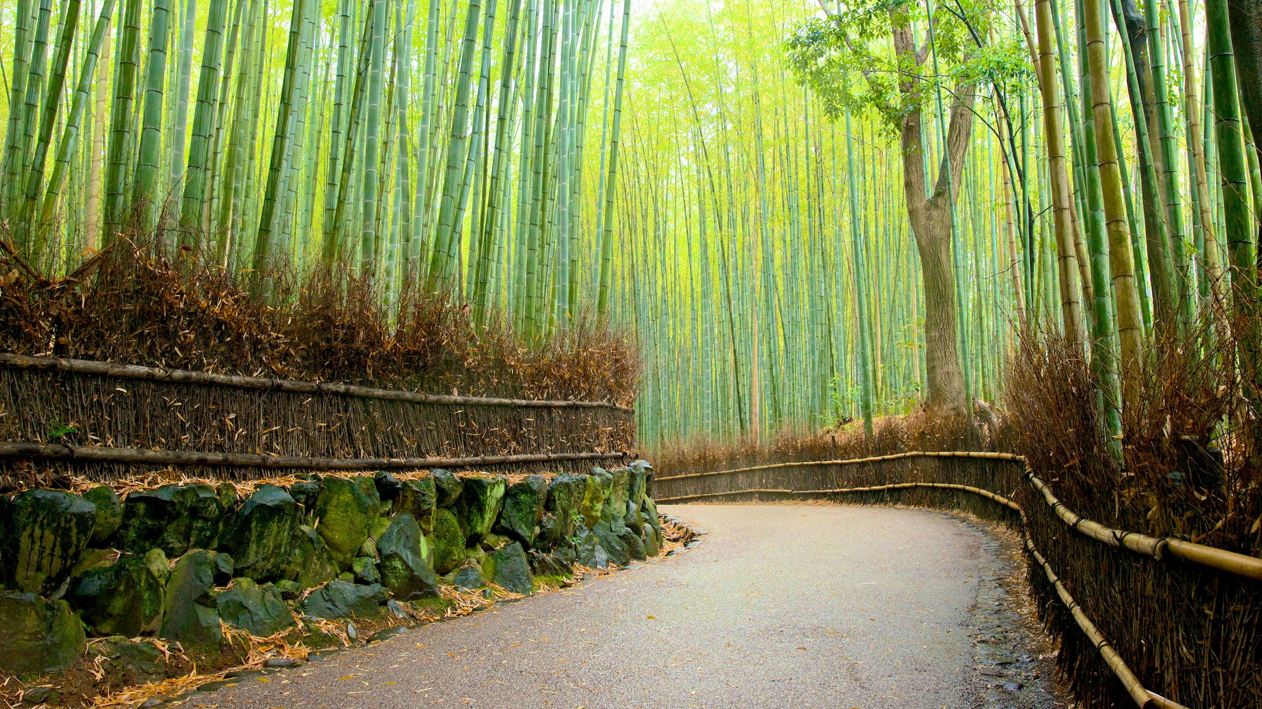 Arashiyama Wallpapers