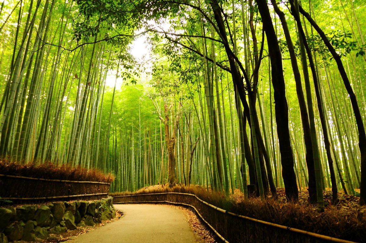 Arashiyama Wallpapers