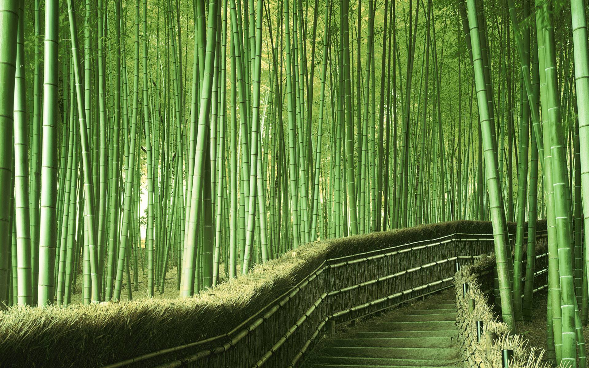 Arashiyama Wallpapers