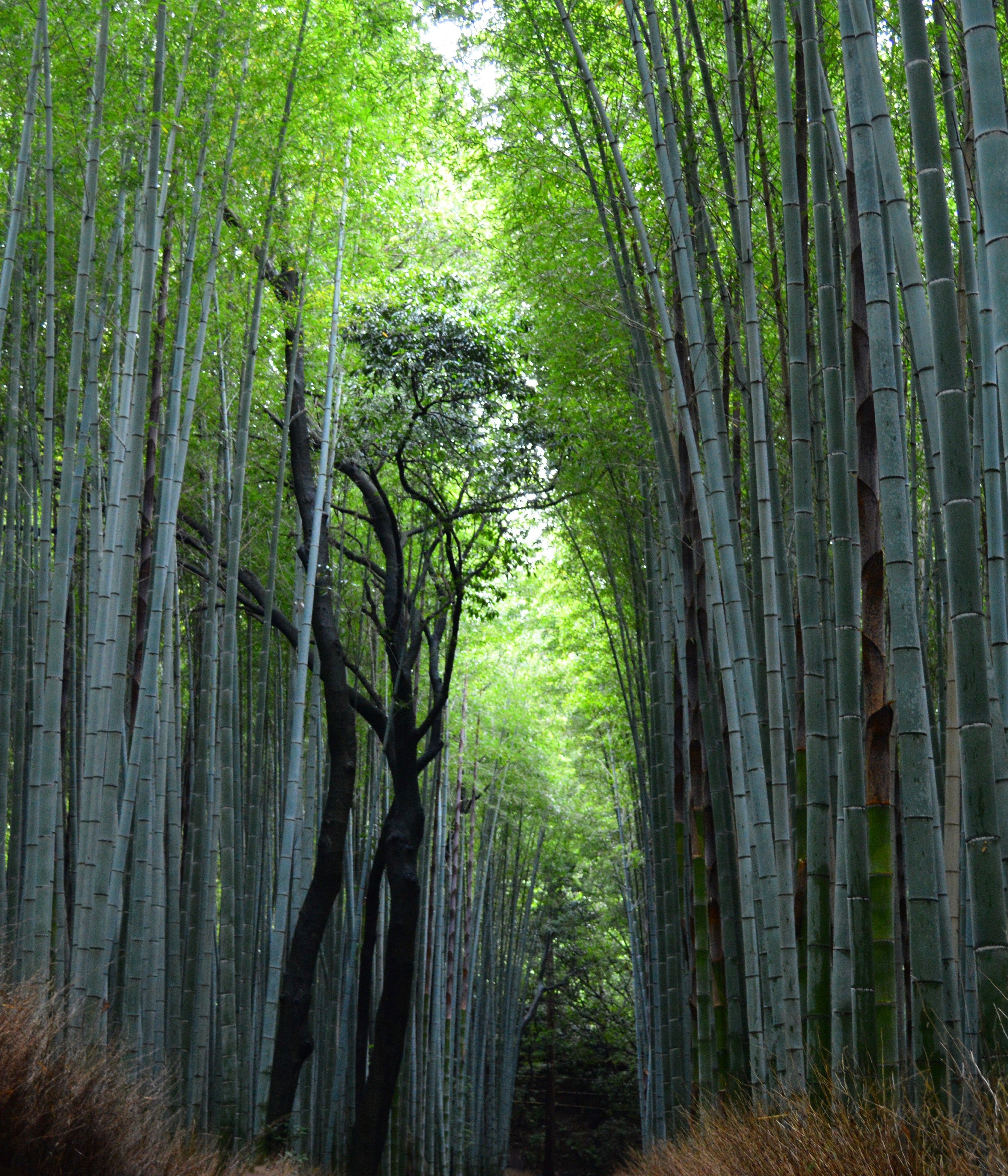 Arashiyama Wallpapers