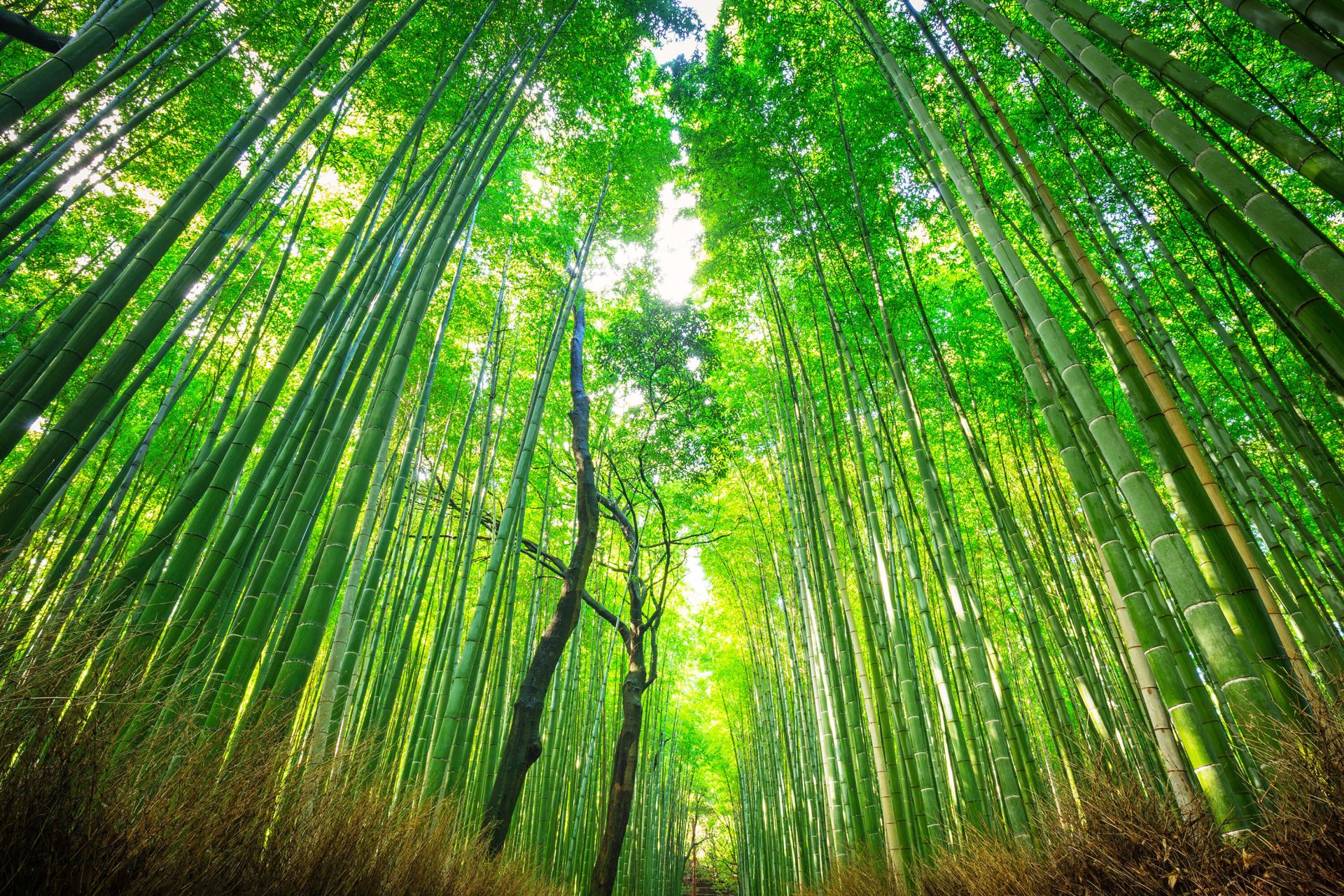 Arashiyama Wallpapers