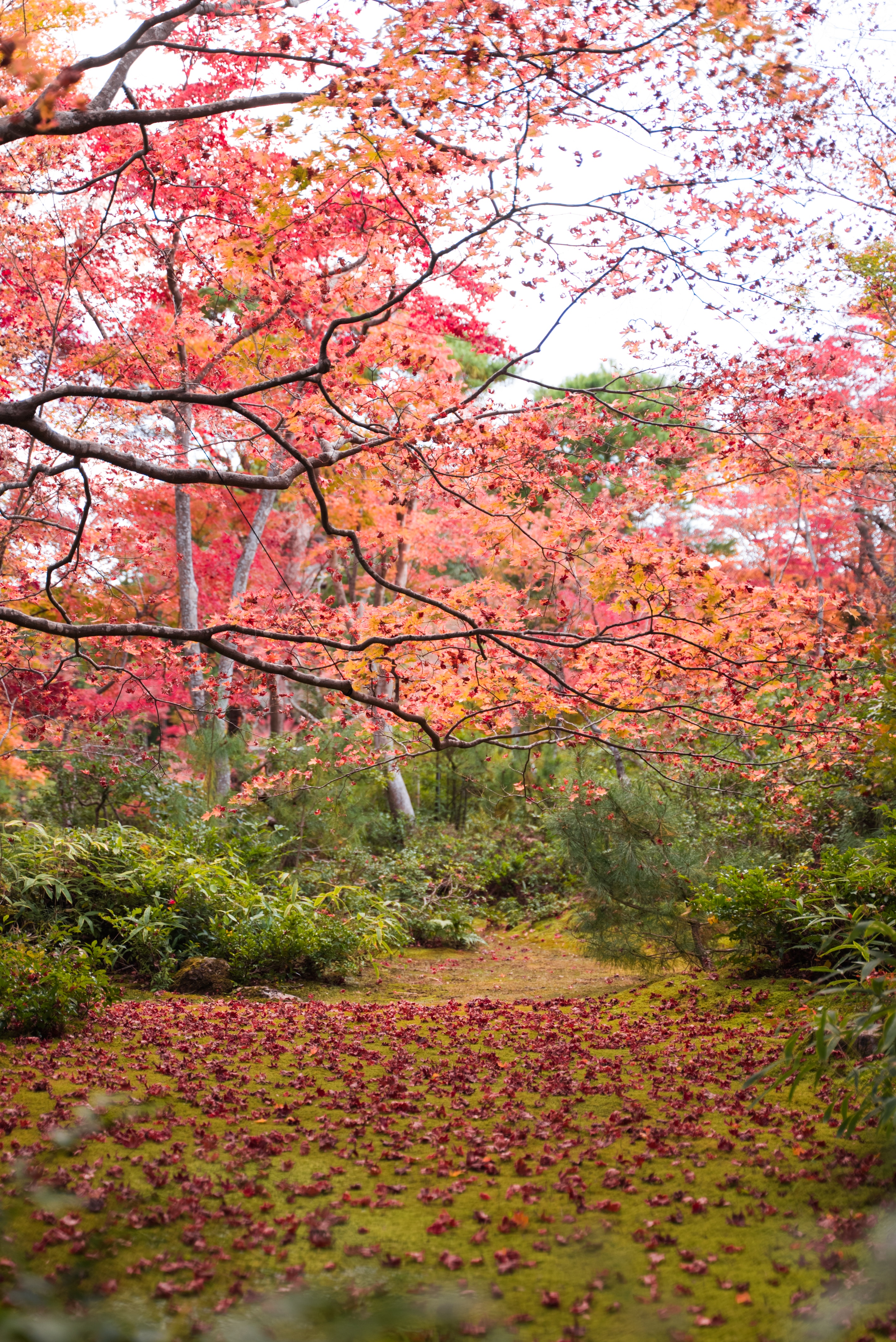 Arashiyama Wallpapers