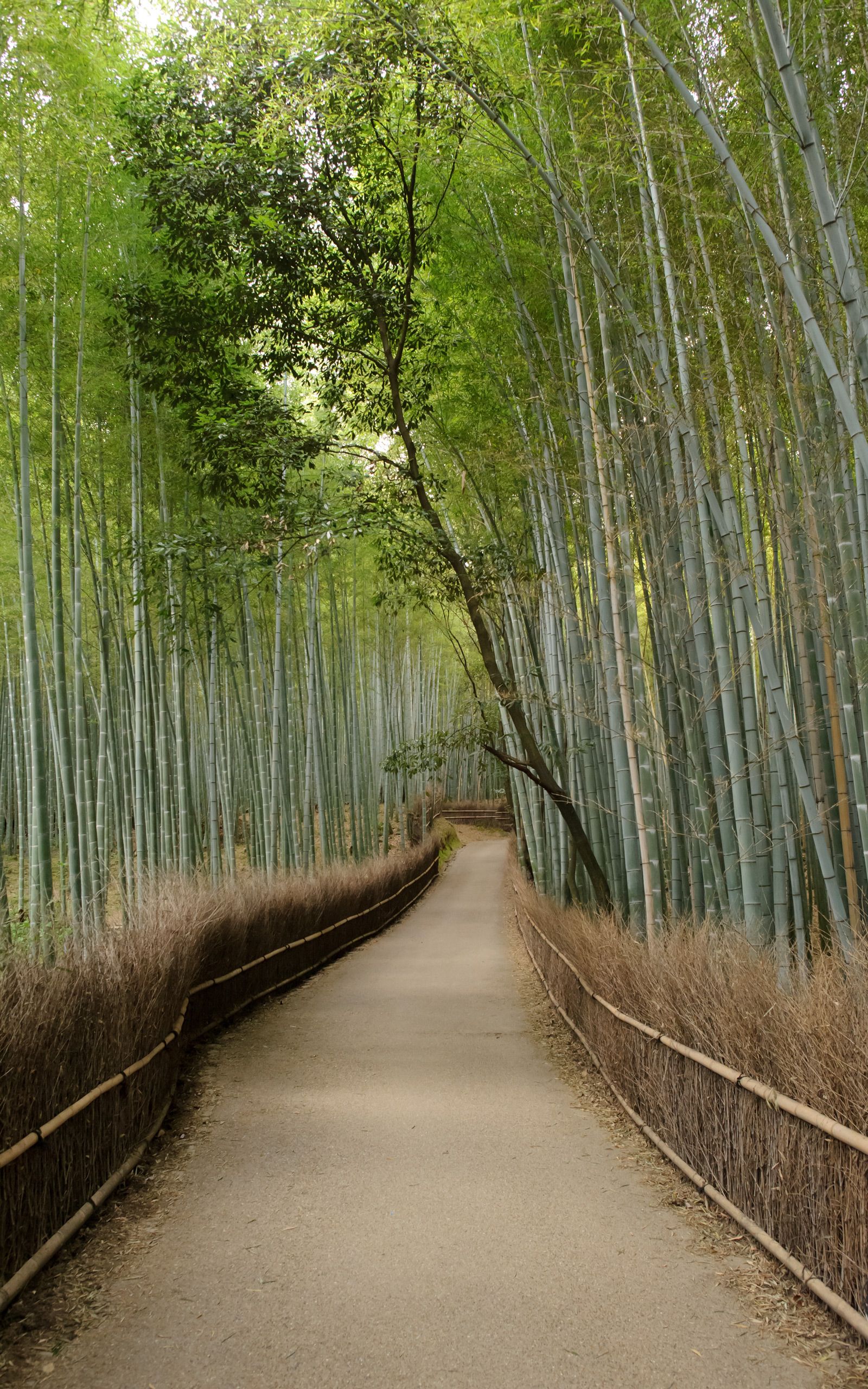 Arashiyama Wallpapers