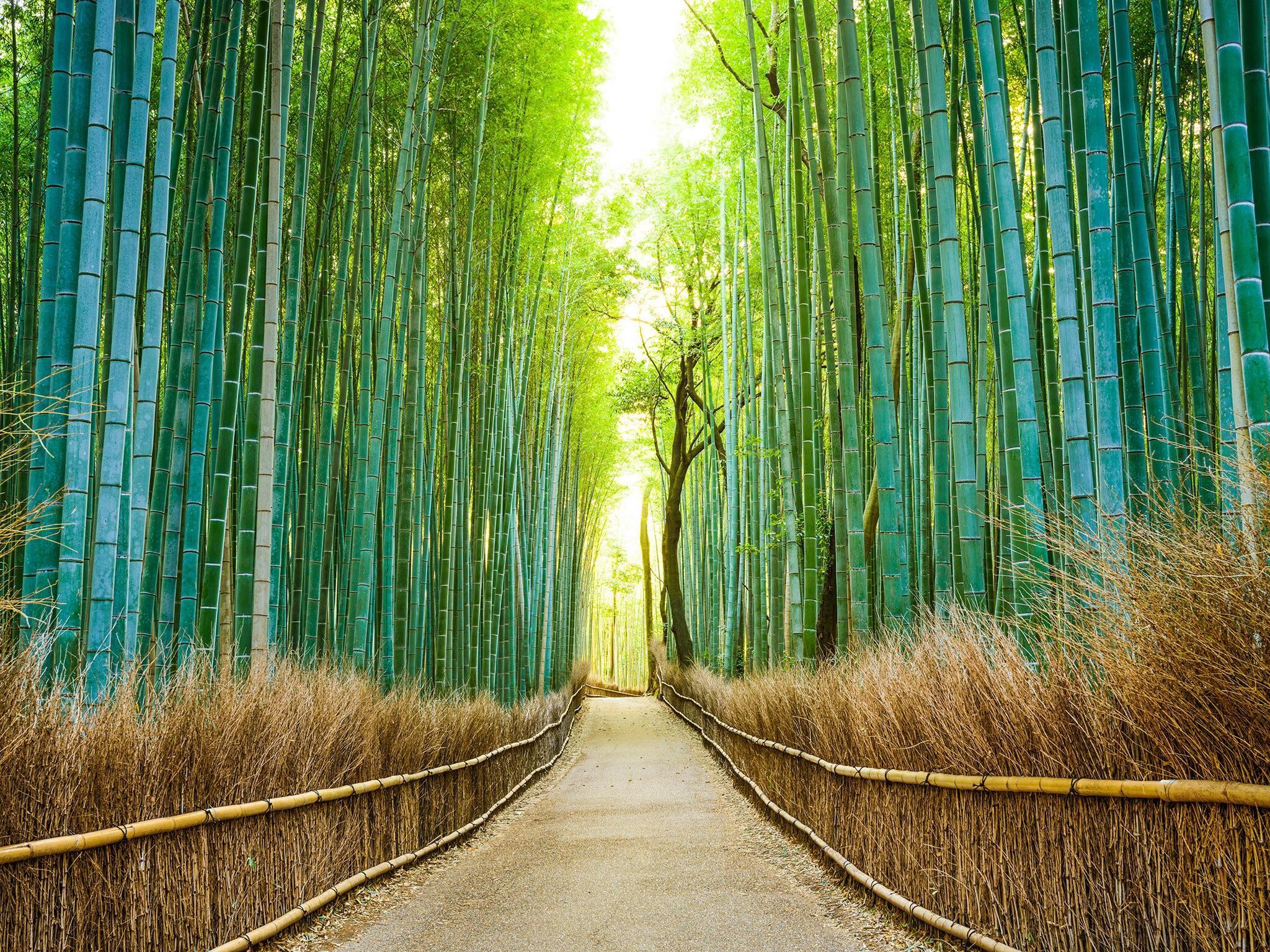 Arashiyama Wallpapers