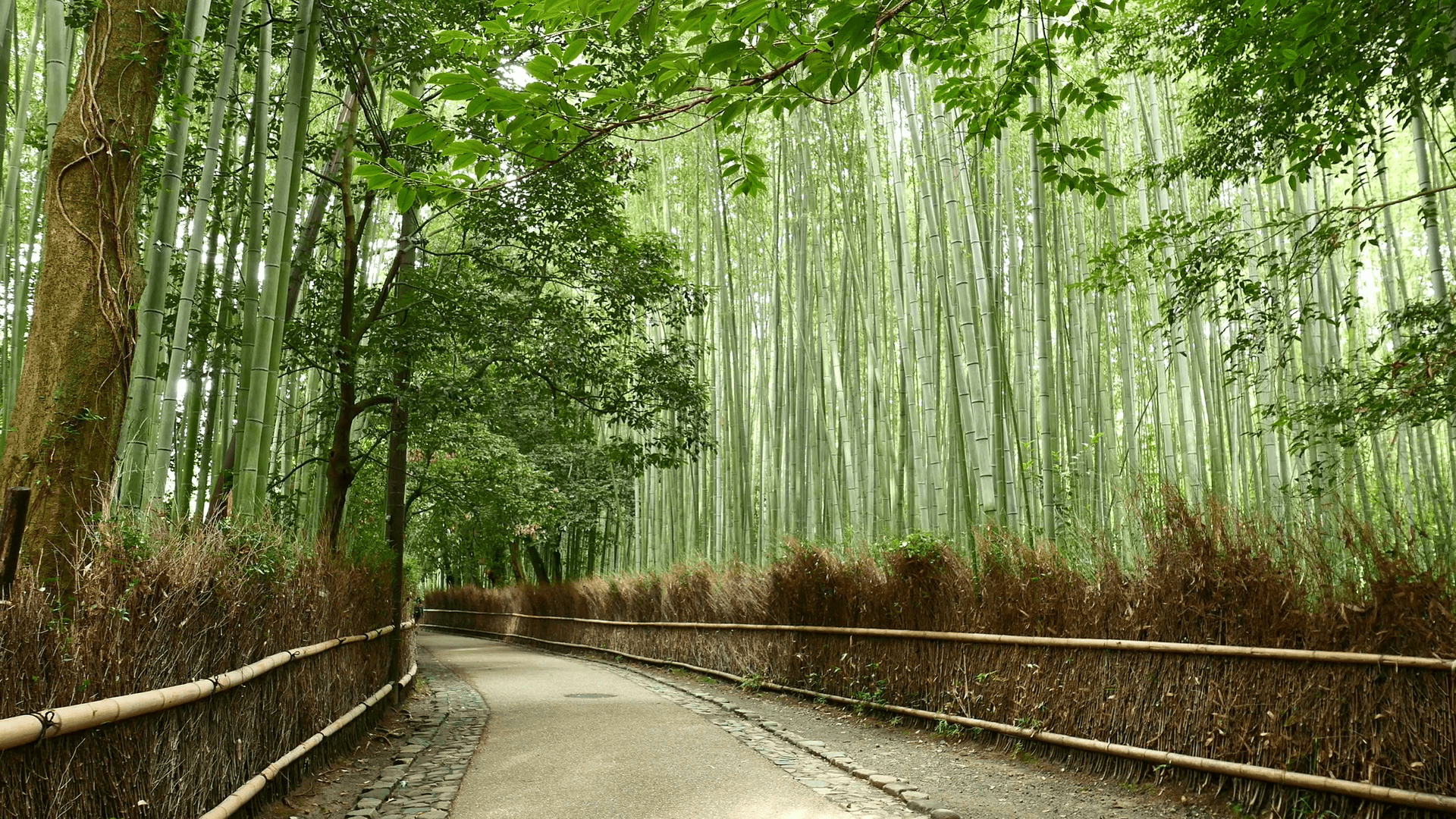 Arashiyama Wallpapers