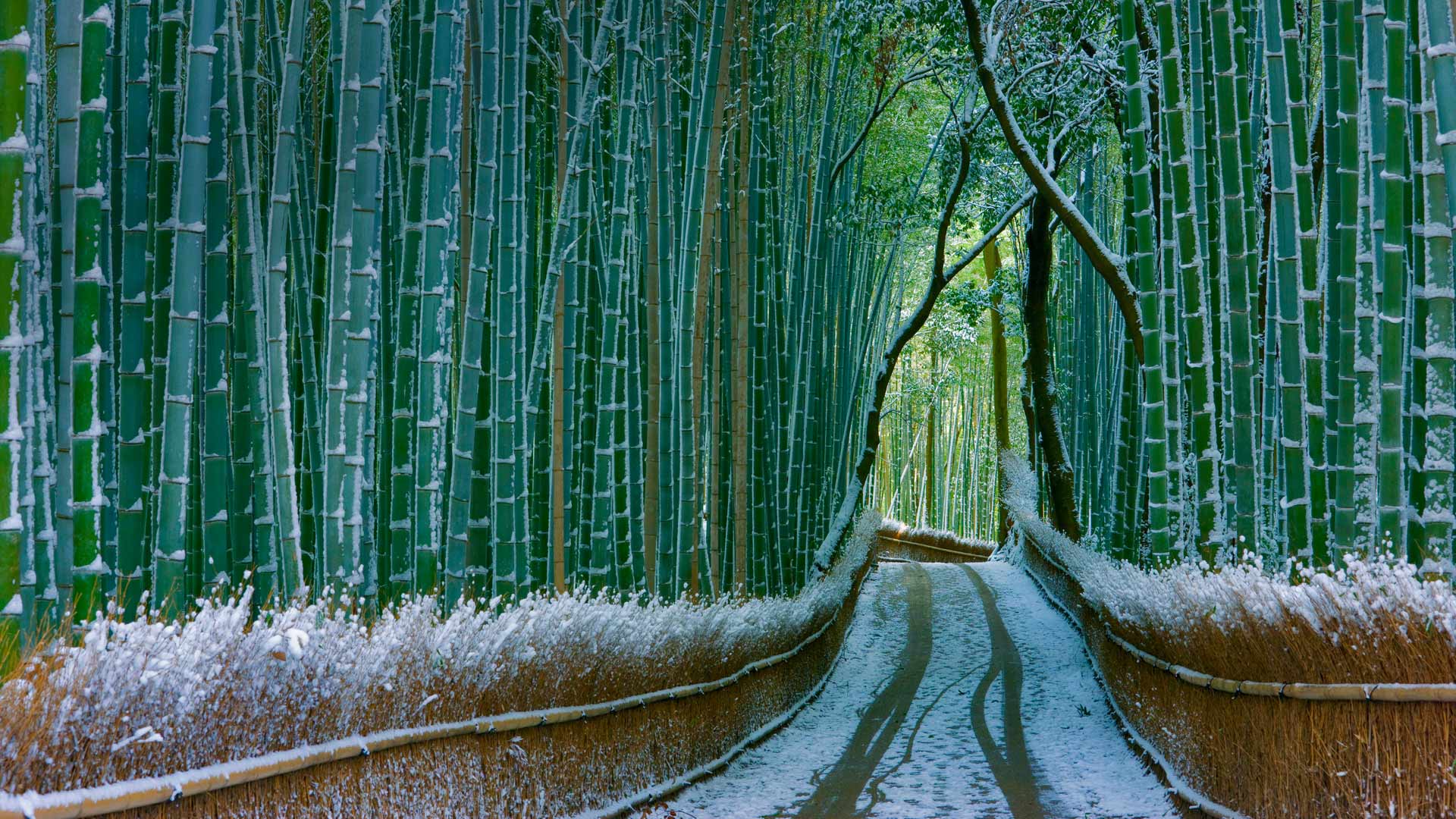 Arashiyama Wallpapers