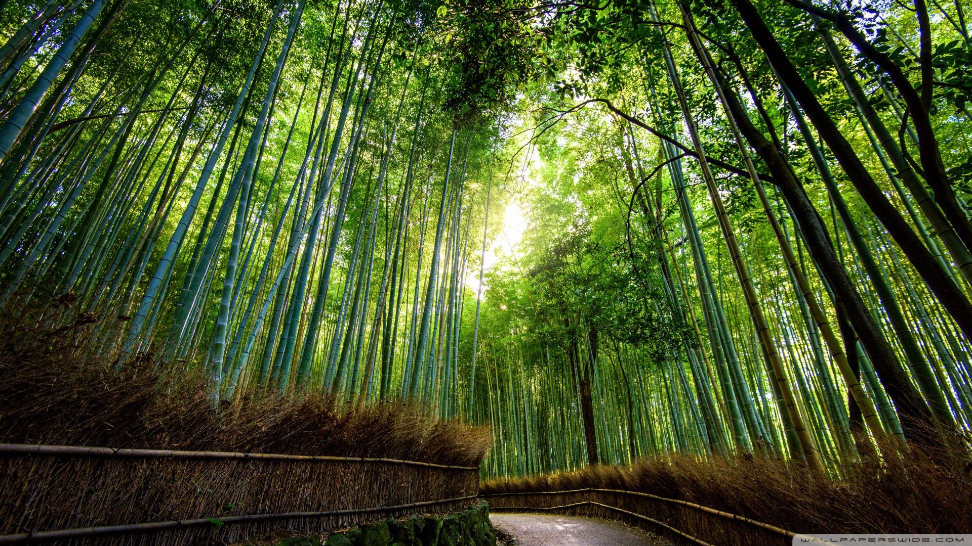 Arashiyama Wallpapers