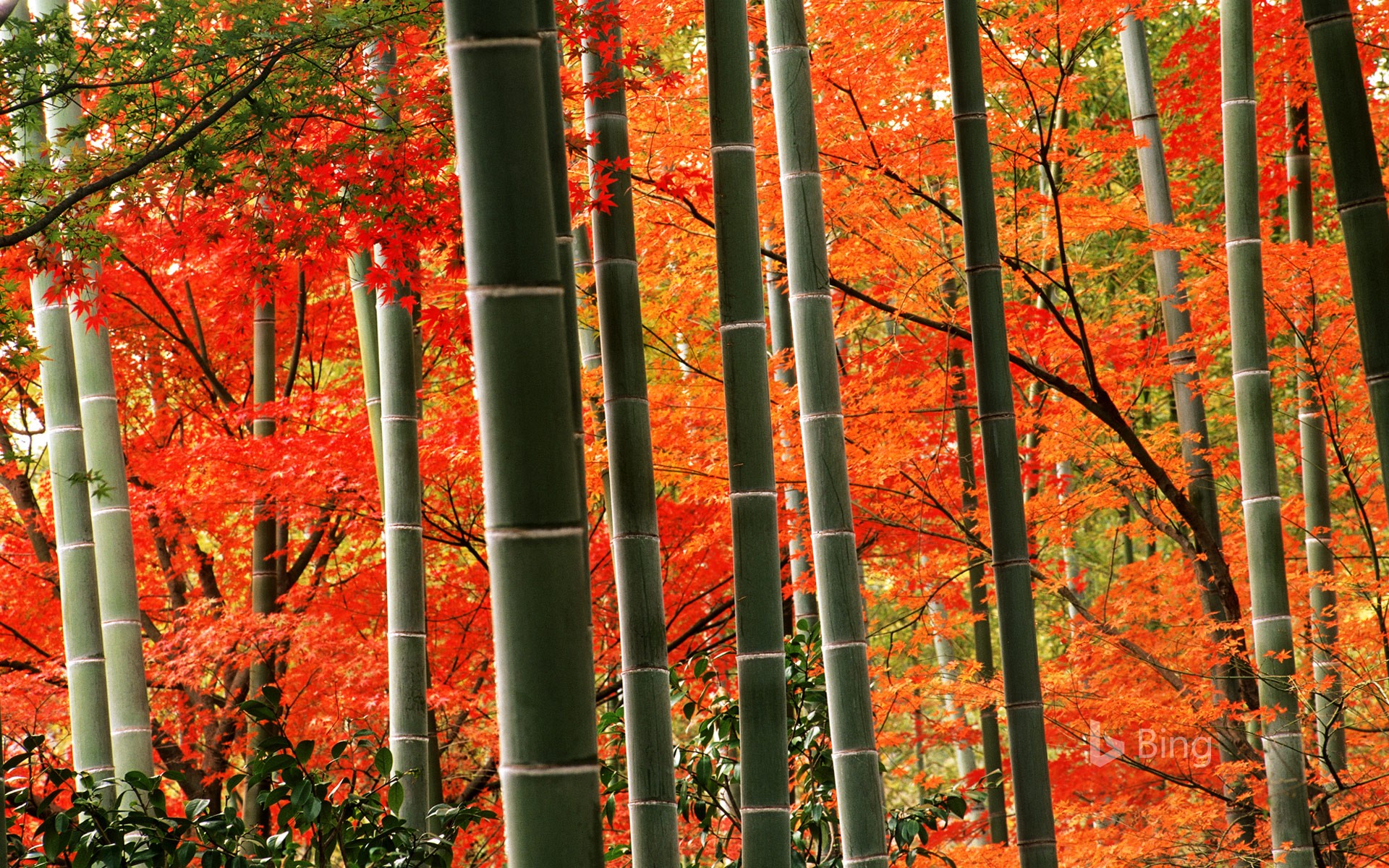 Arashiyama Wallpapers