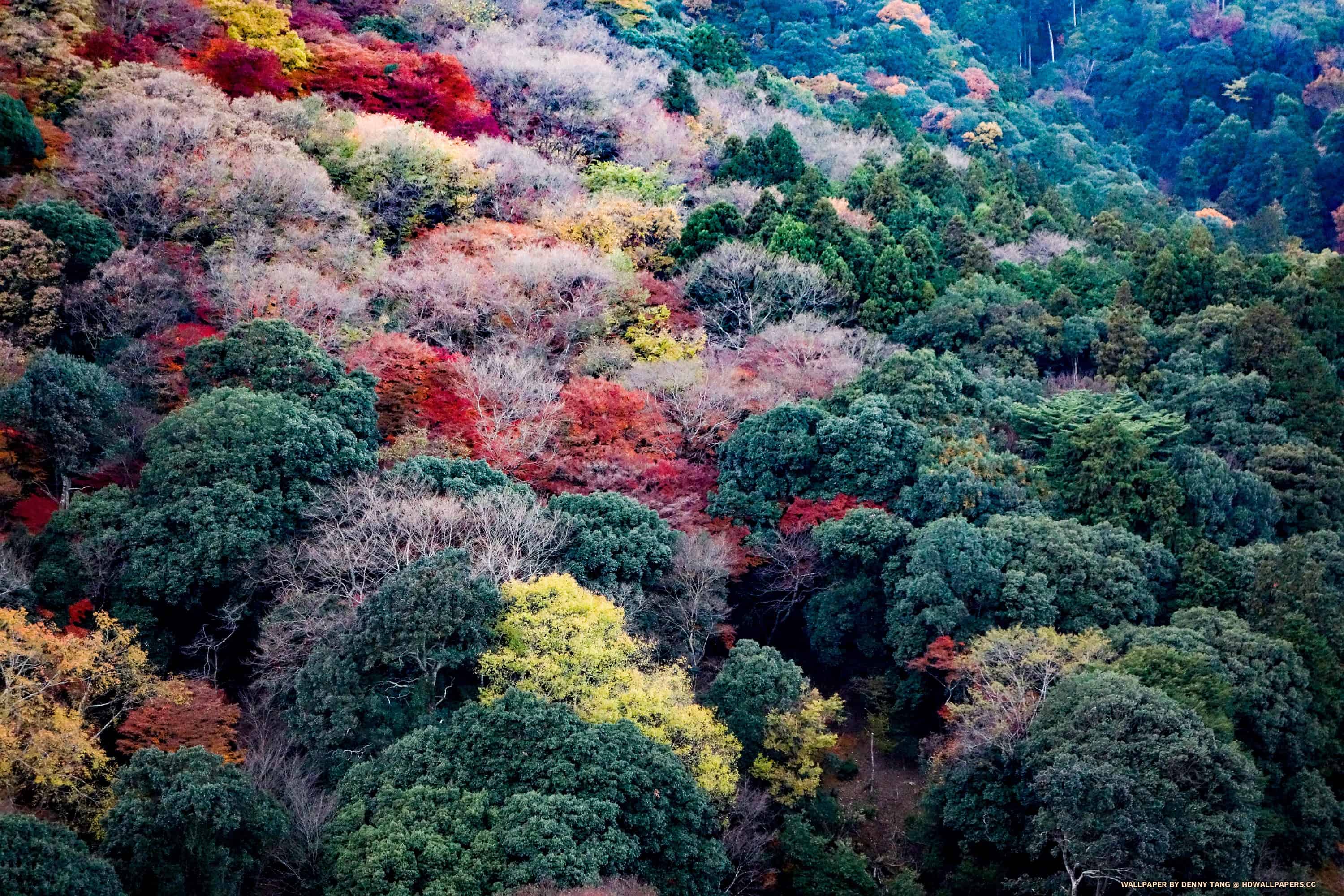 Arashiyama Wallpapers