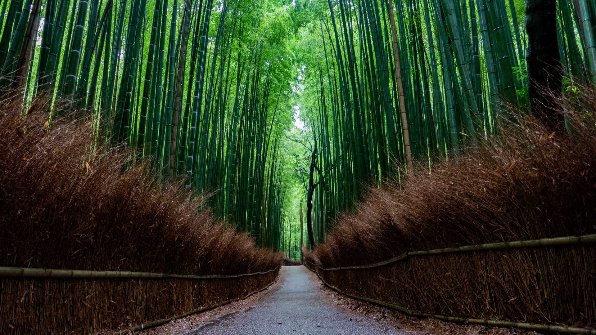 Arashiyama Wallpapers