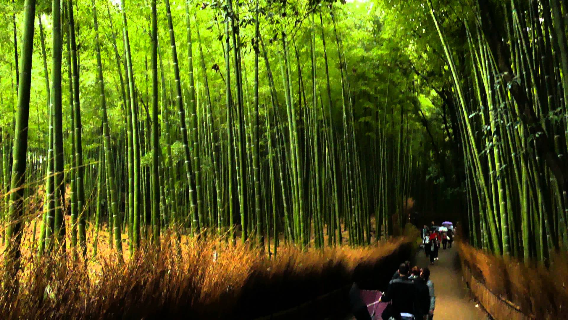 Arashiyama Wallpapers