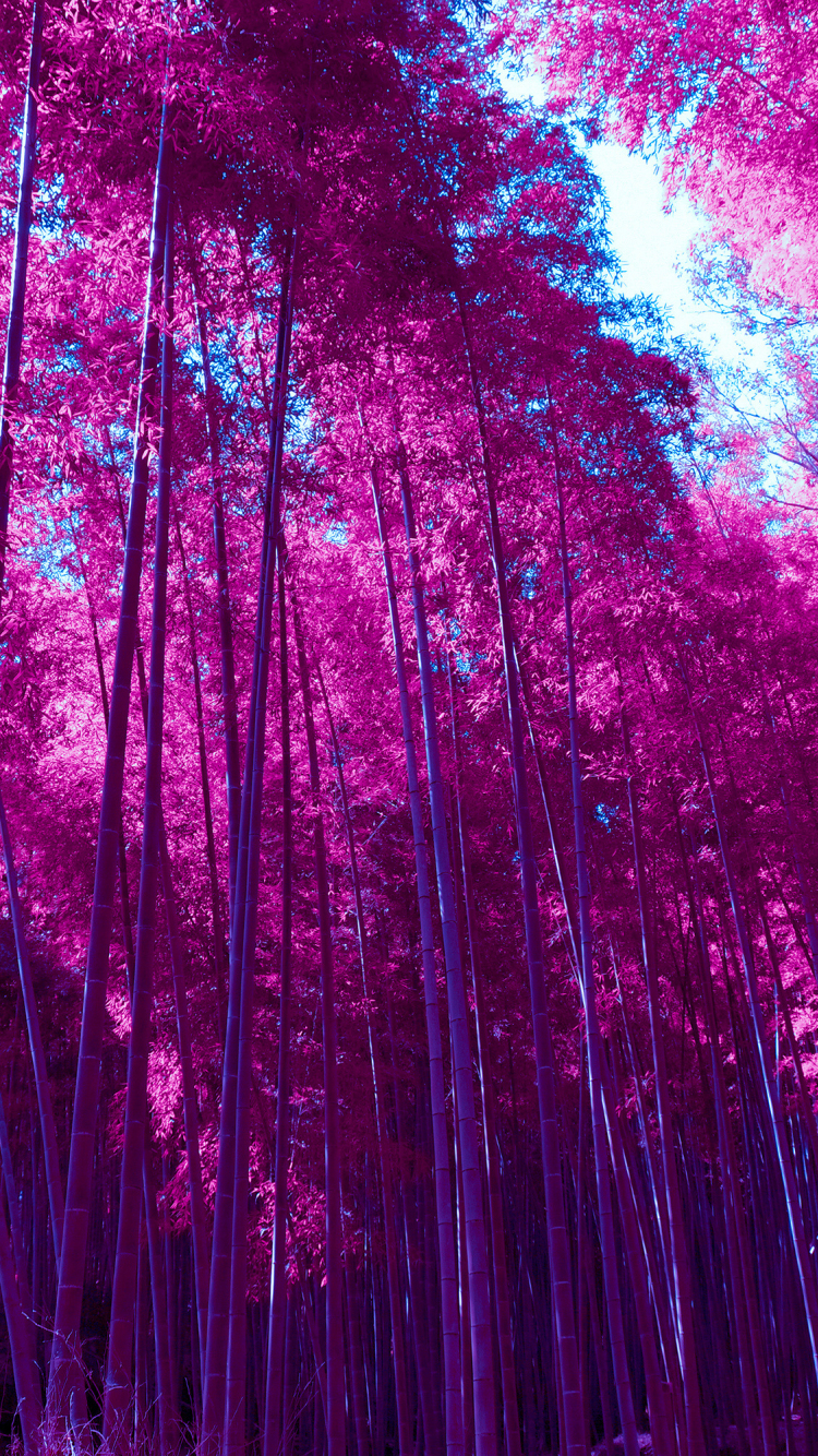 Arashiyama Wallpapers