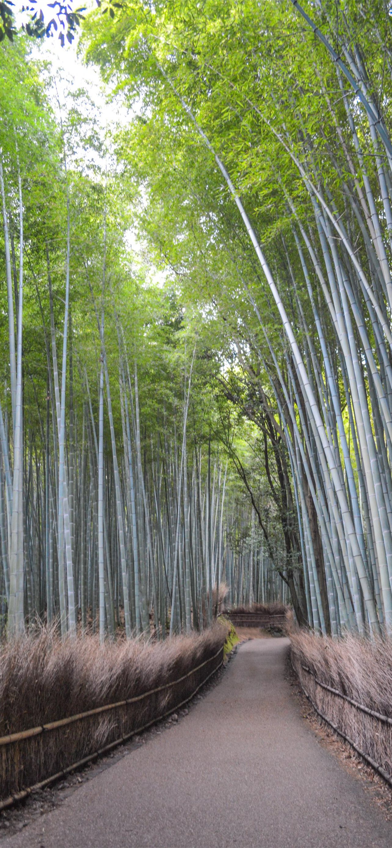 Arashiyama Wallpapers