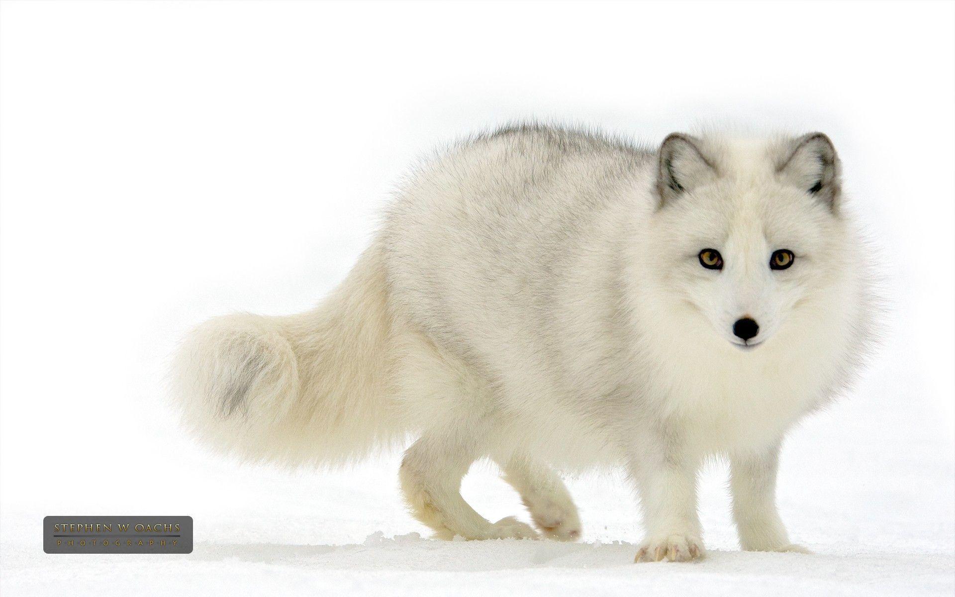 Arctic Fox Wallpapers