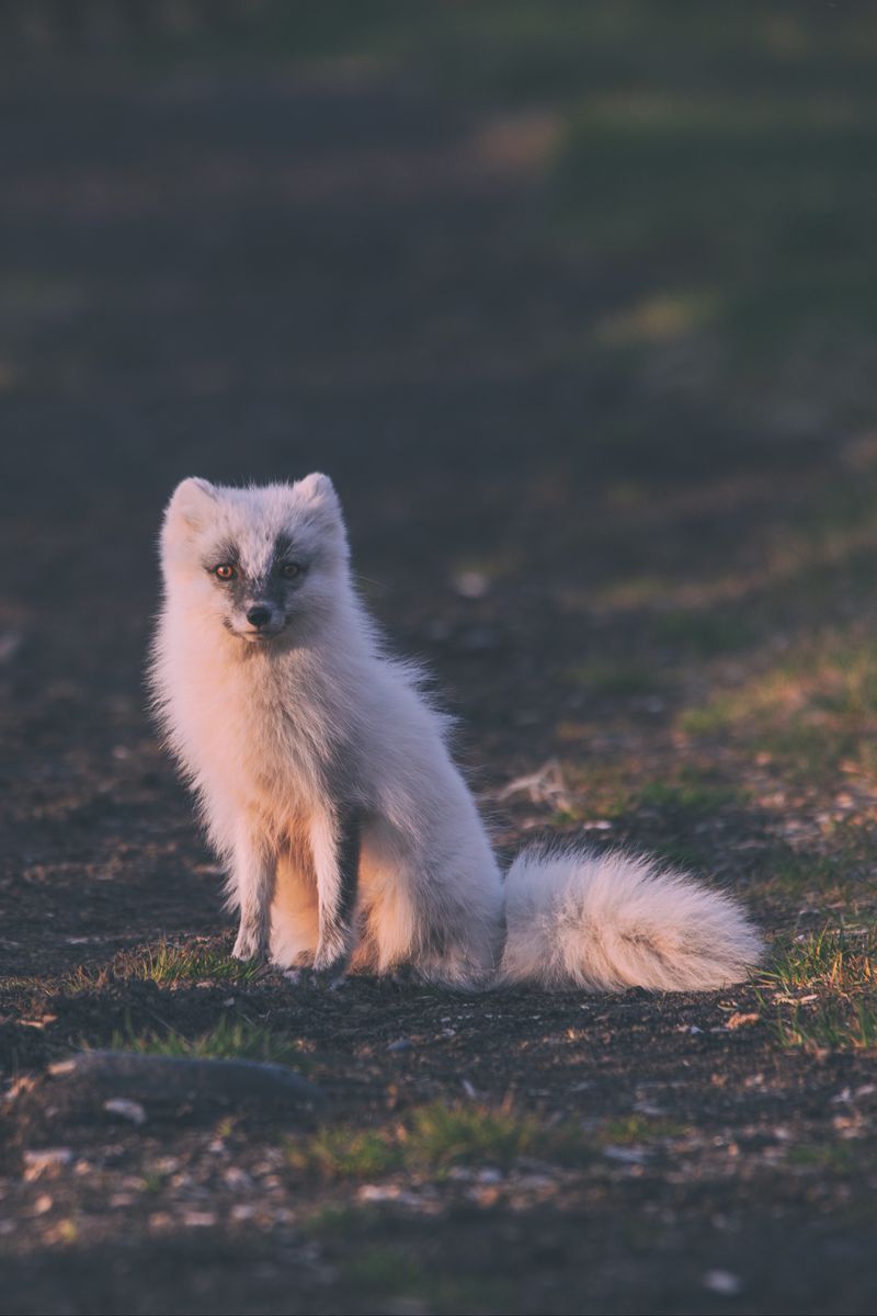 Arctic Fox Wallpapers