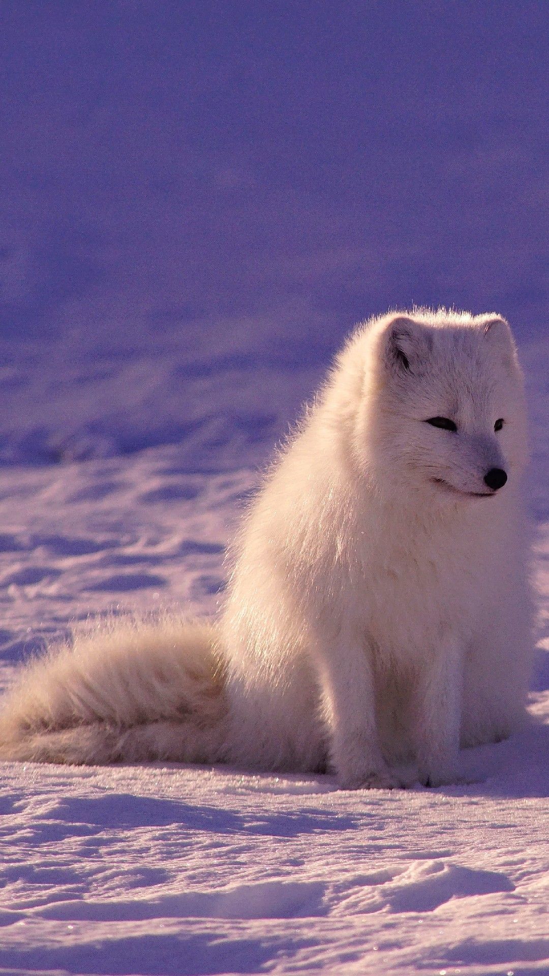 Arctic Fox Wallpapers