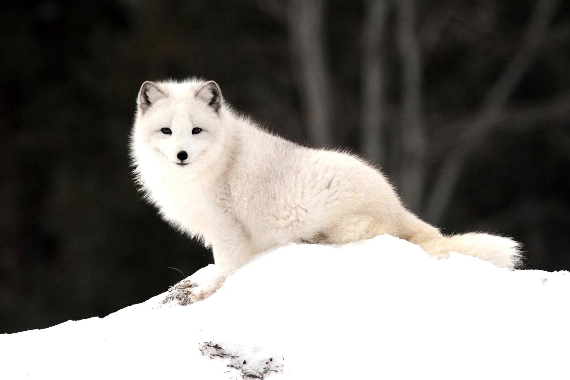 Arctic Fox Wallpapers