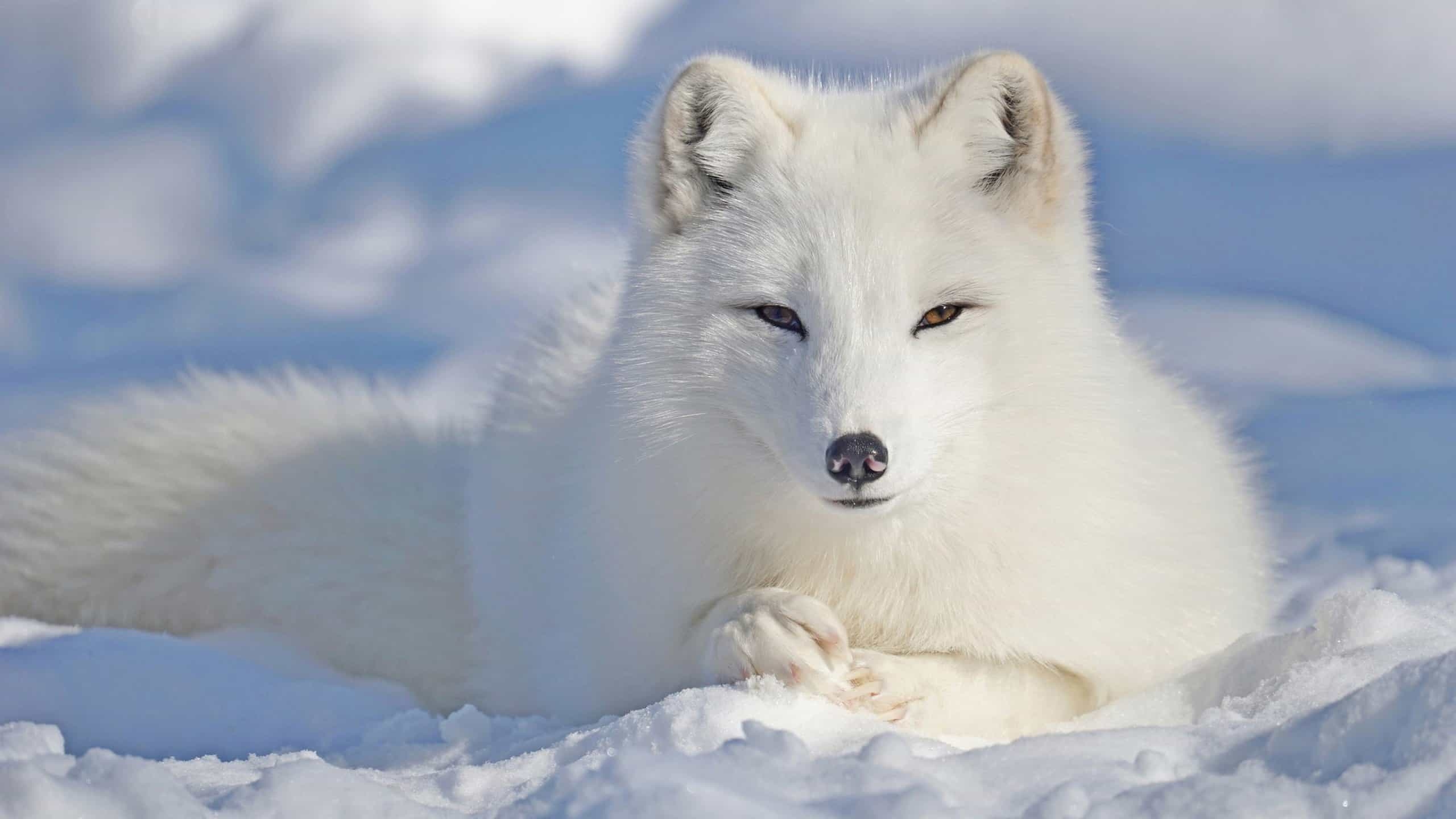 Arctic Fox Wallpapers