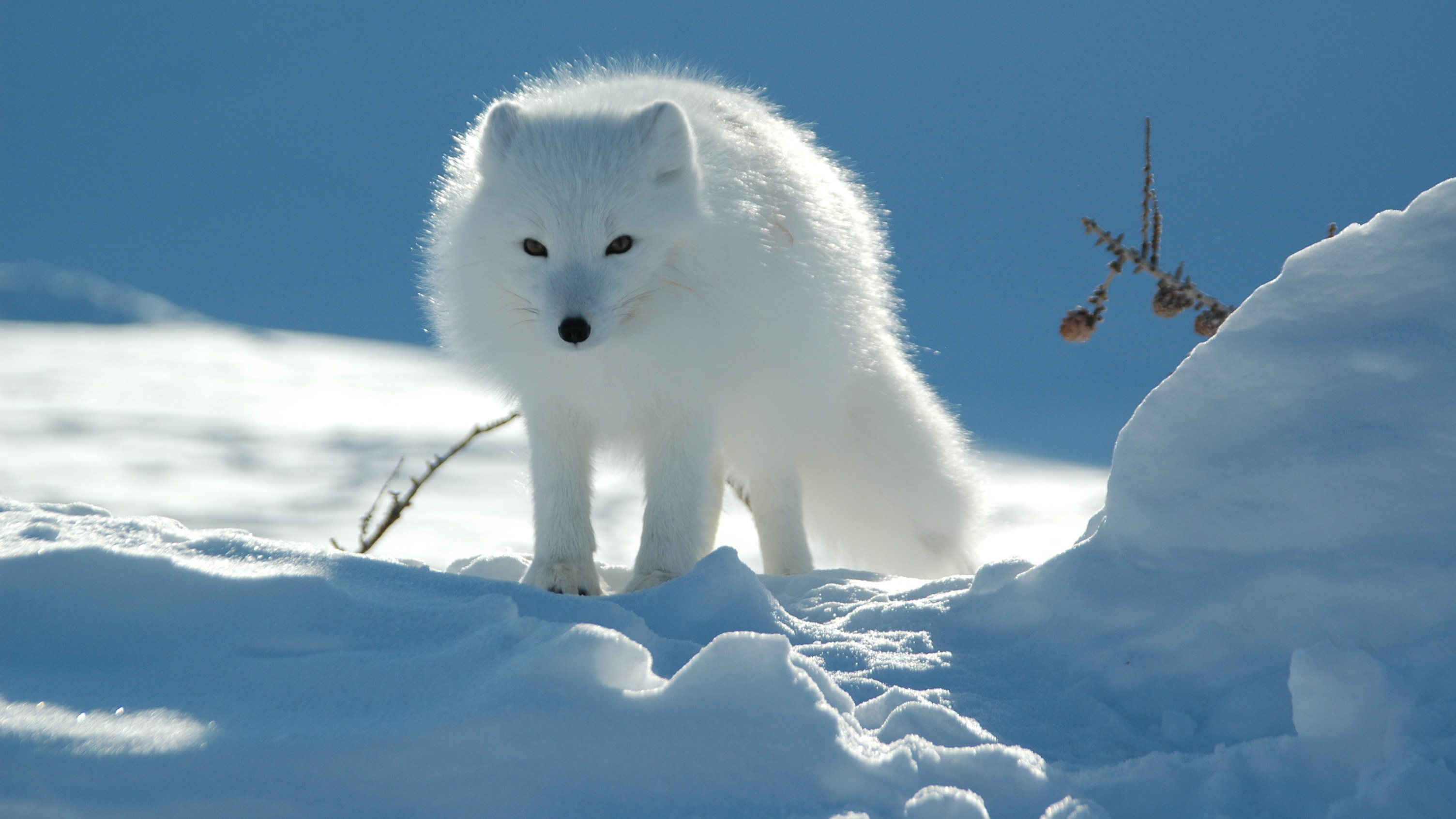 Arctic Fox Wallpapers