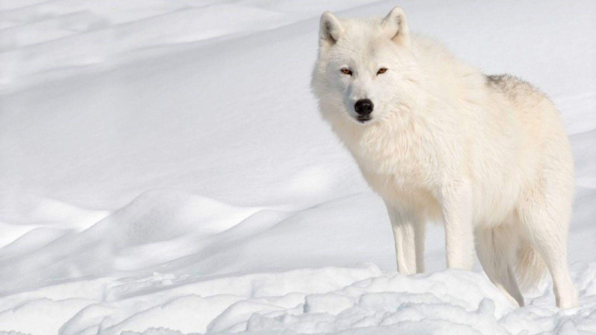 Arctic Wolf Background