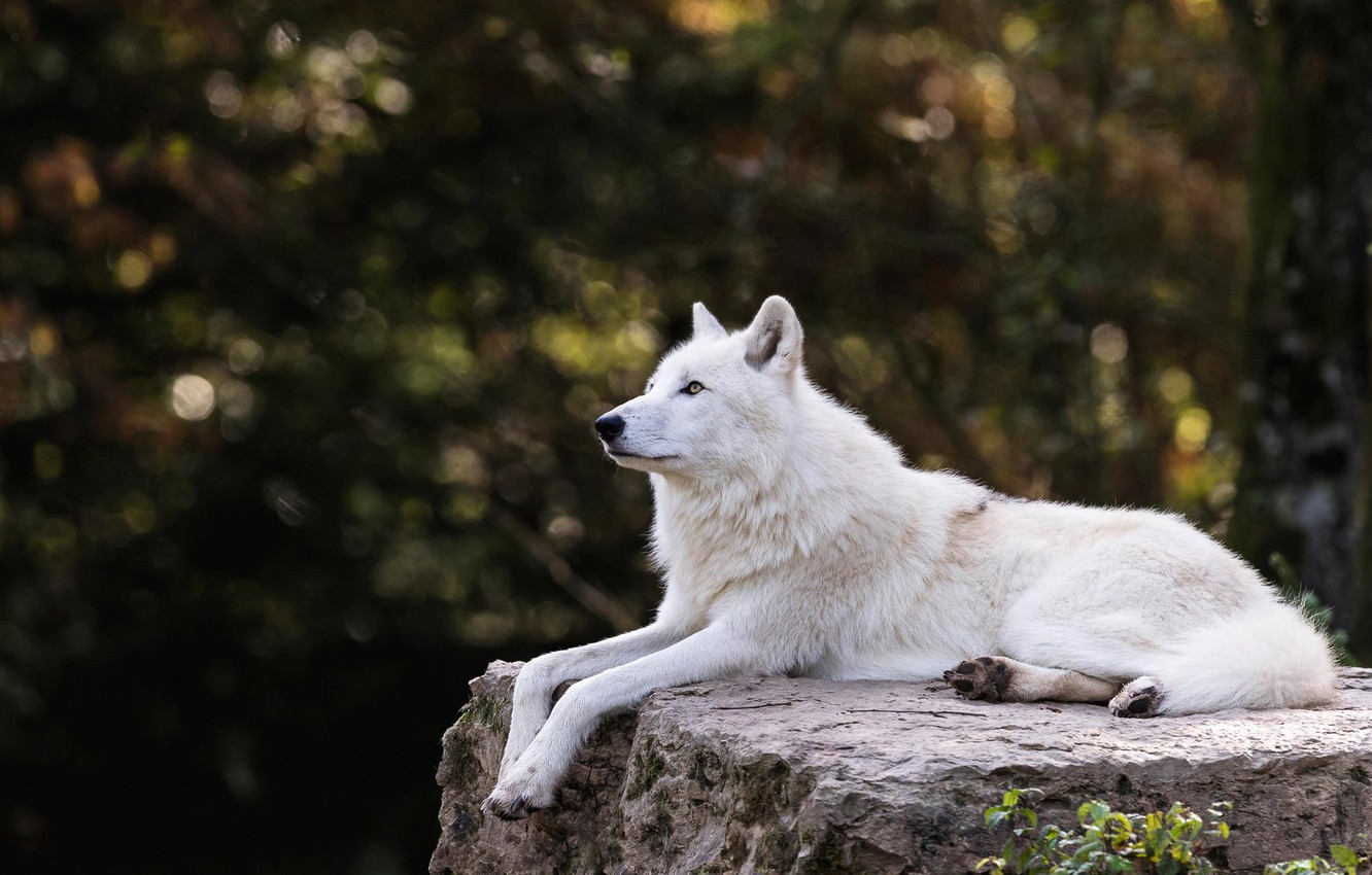 Arctic Wolf Background