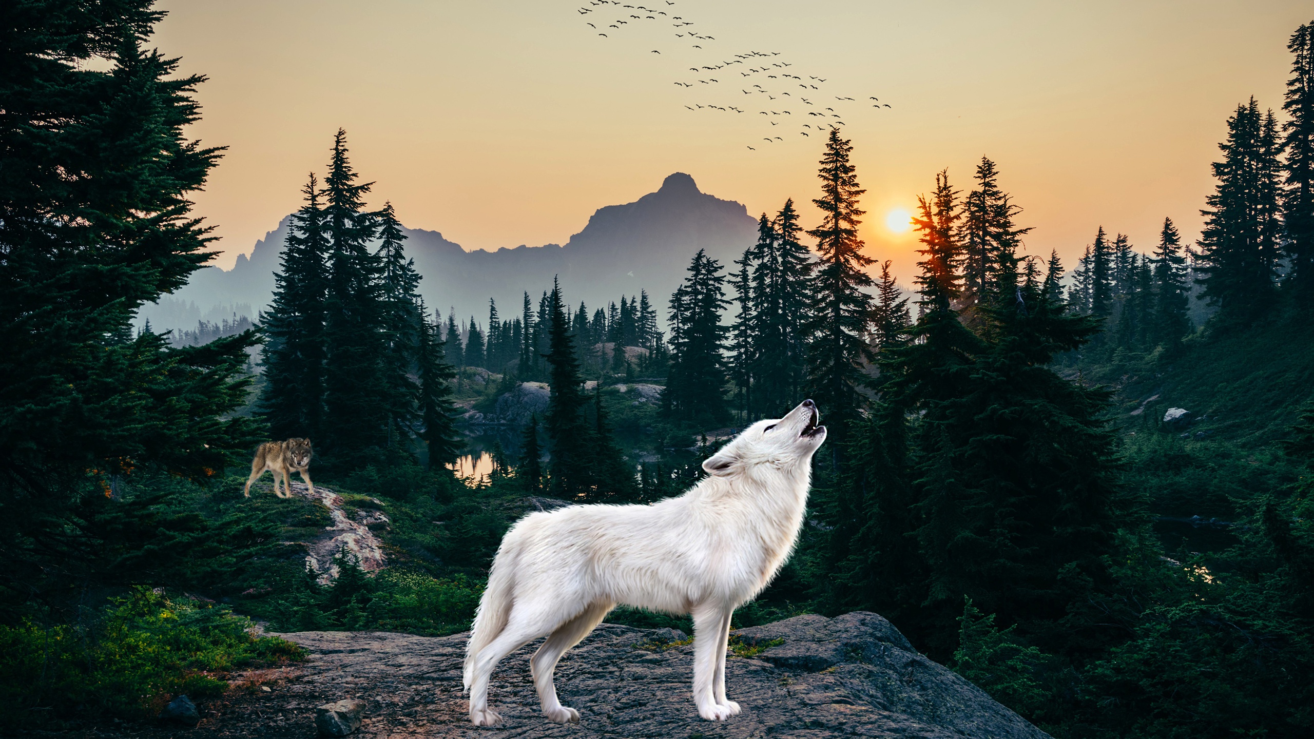 Arctic Wolf Wallpapers