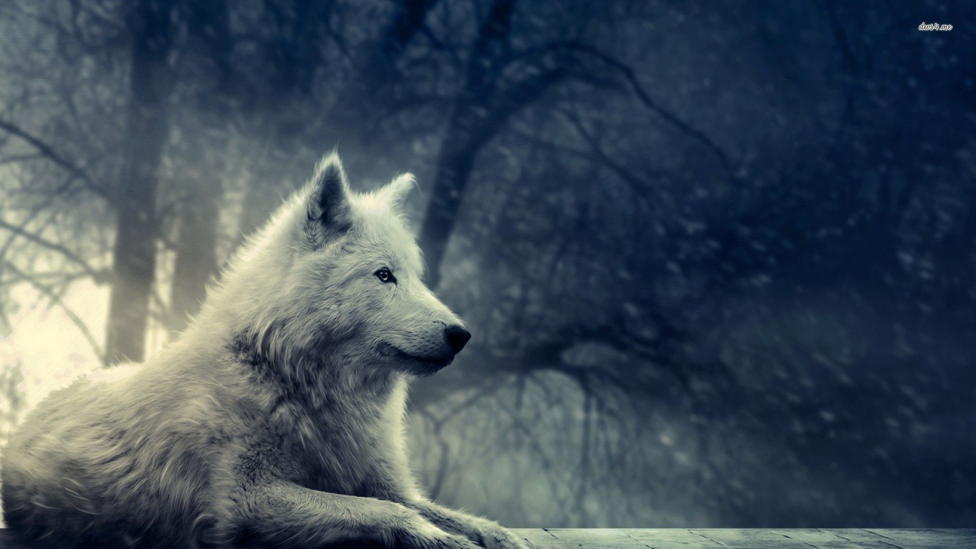 Arctic Wolf Wallpapers