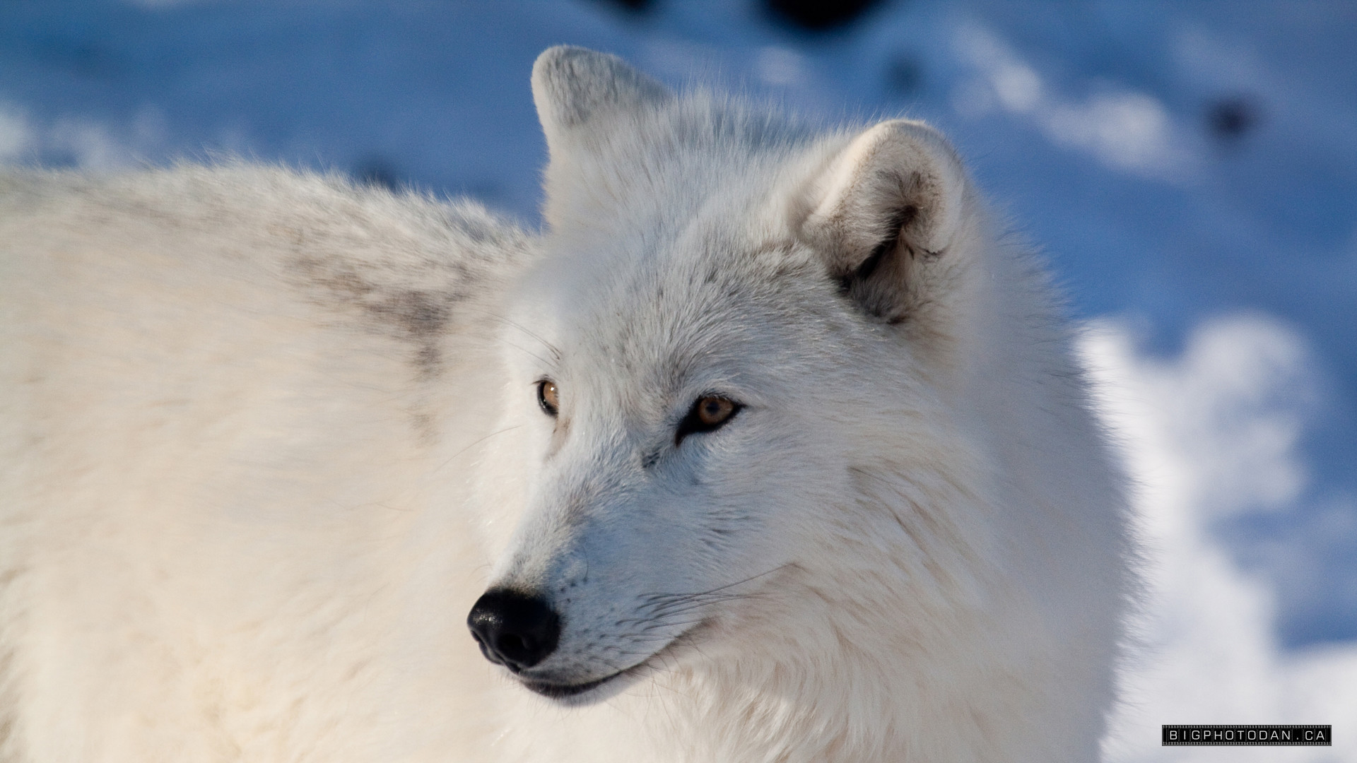 Arctic Wolf Wallpapers