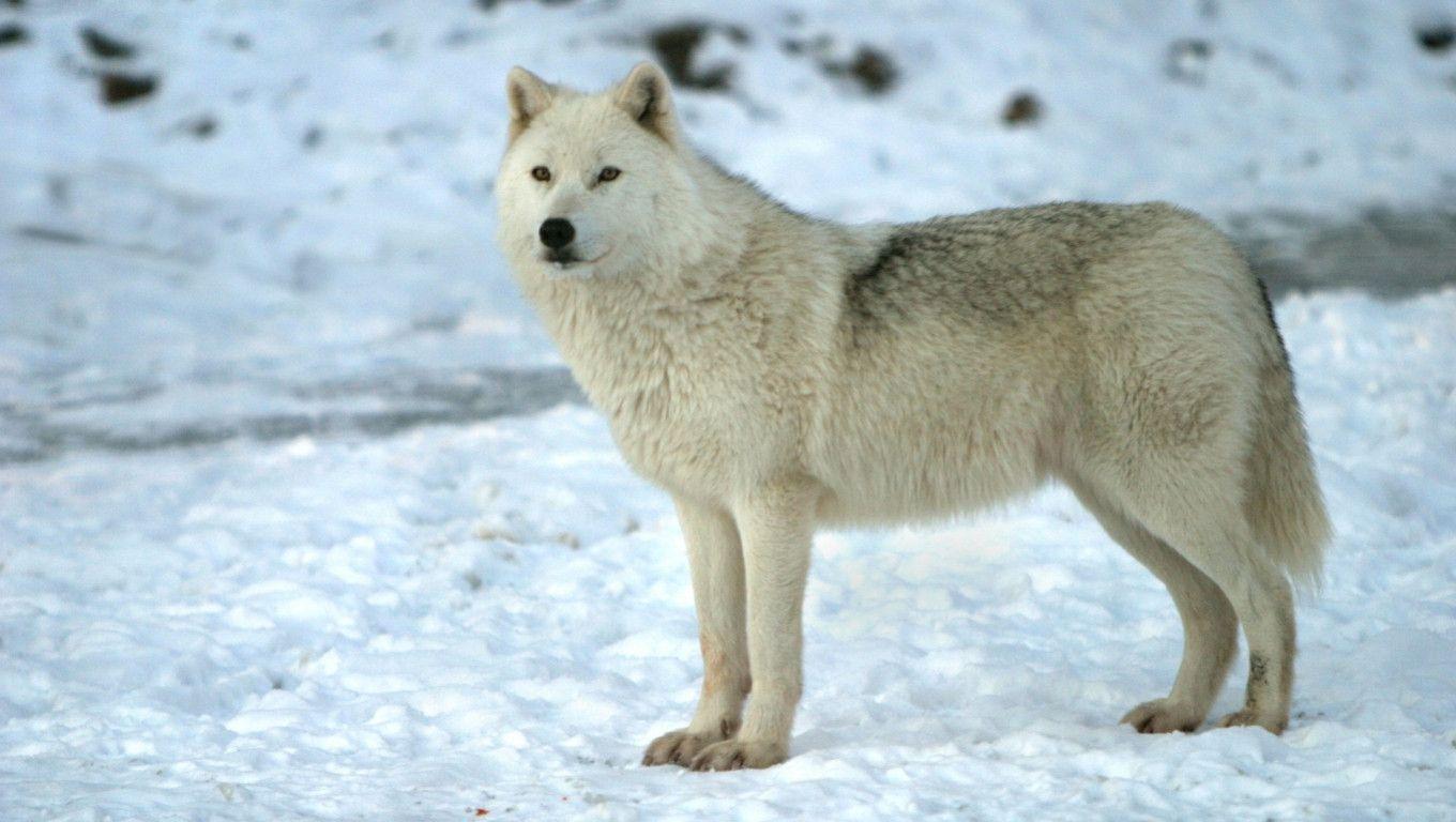 Arctic Wolf Wallpapers