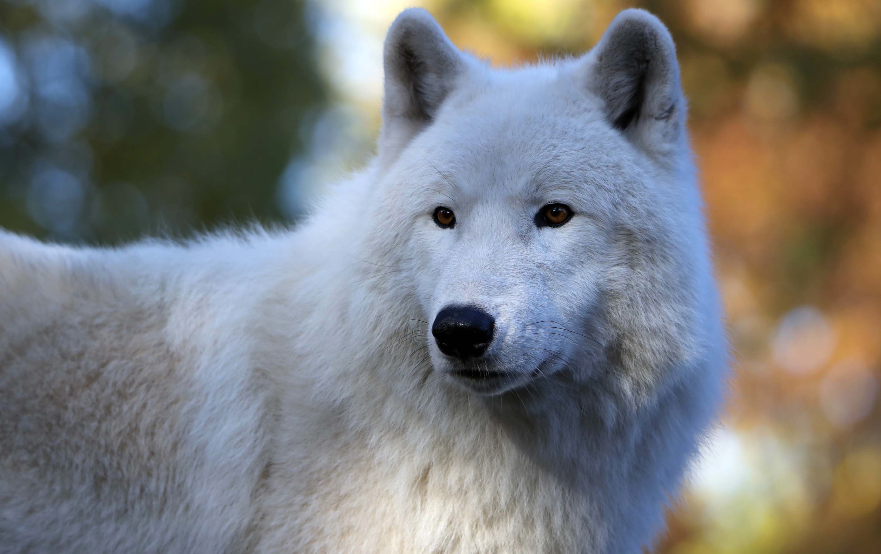 Arctic Wolf Wallpapers