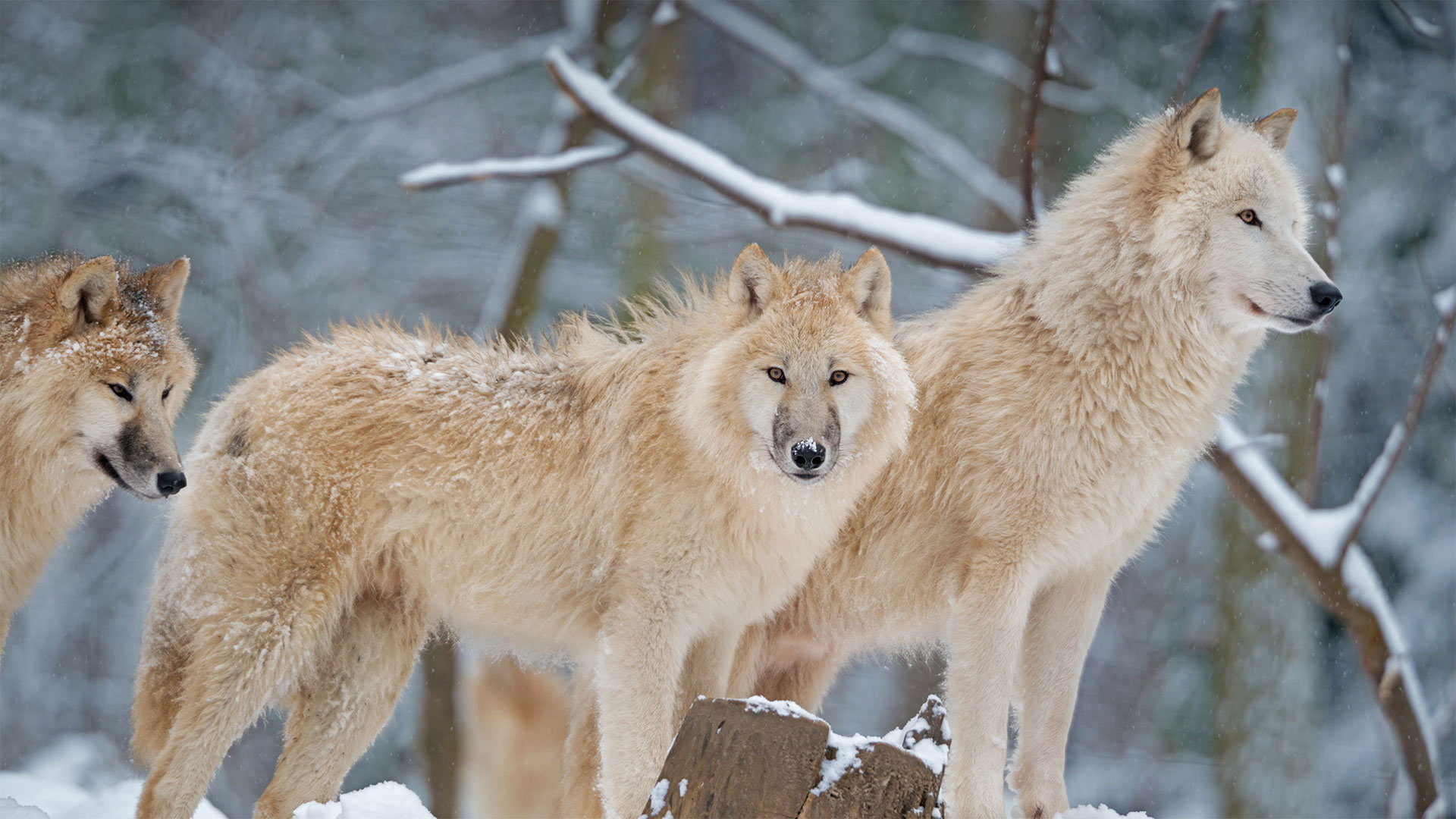 Arctic Wolf Wallpapers