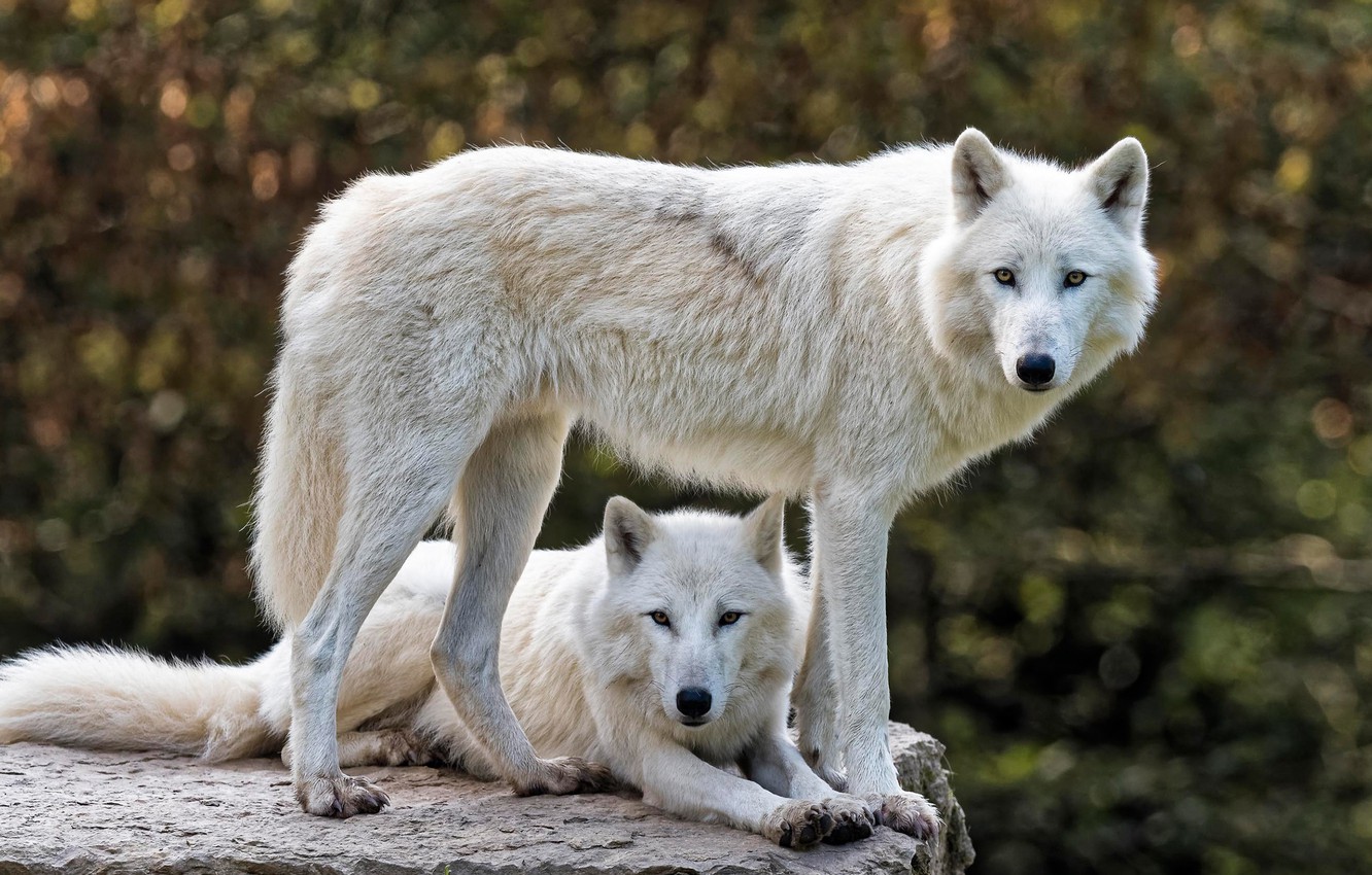 Arctic Wolf Wallpapers