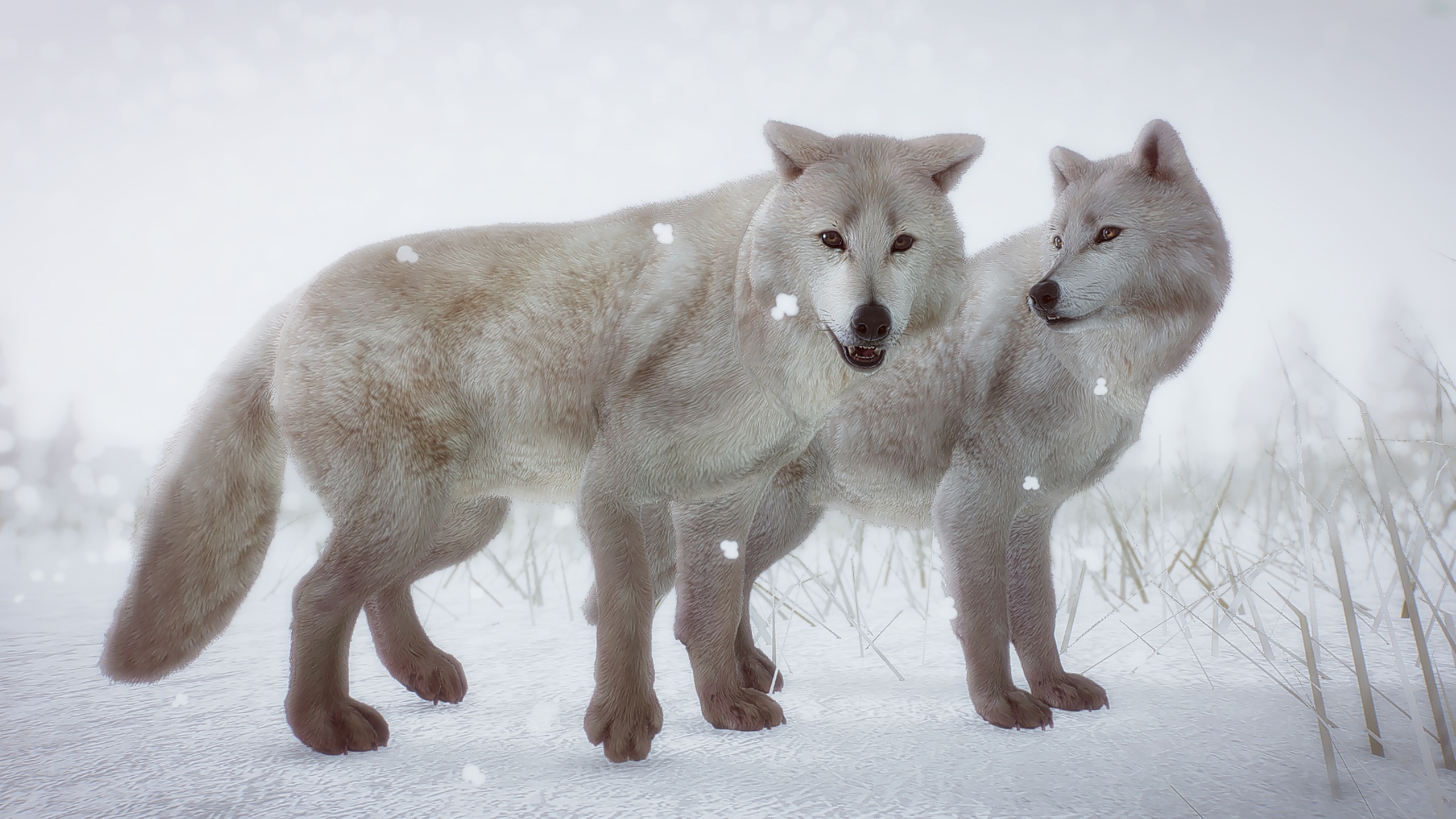 Arctic Wolf Wallpapers