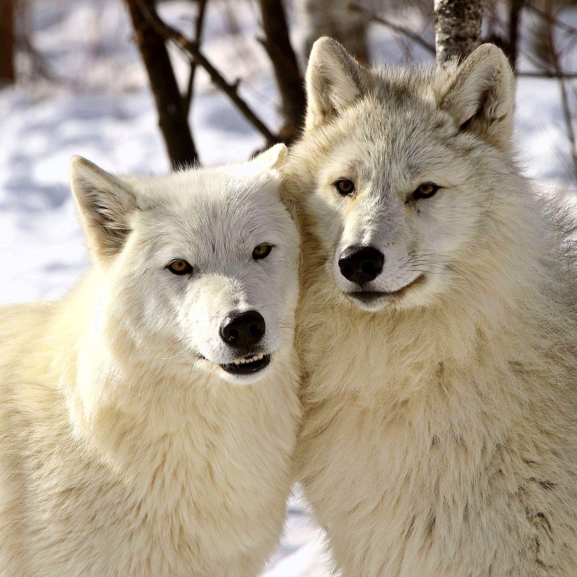 Arctic Wolf Wallpapers