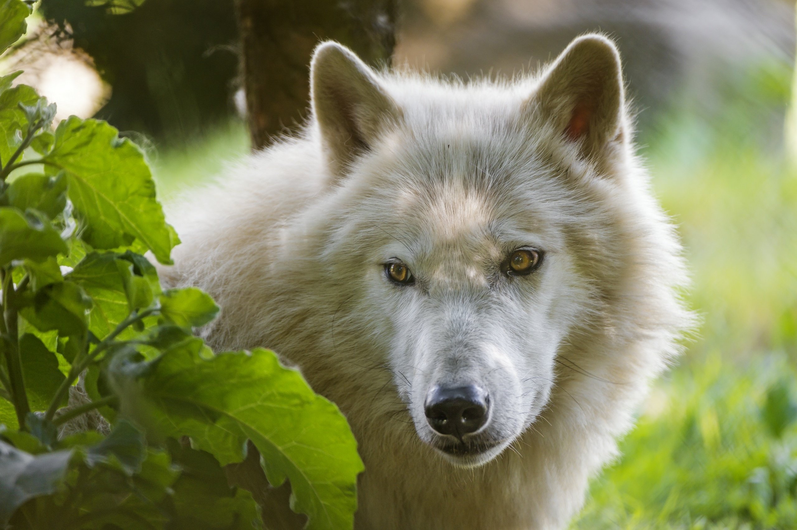 Arctic Wolf Wallpapers