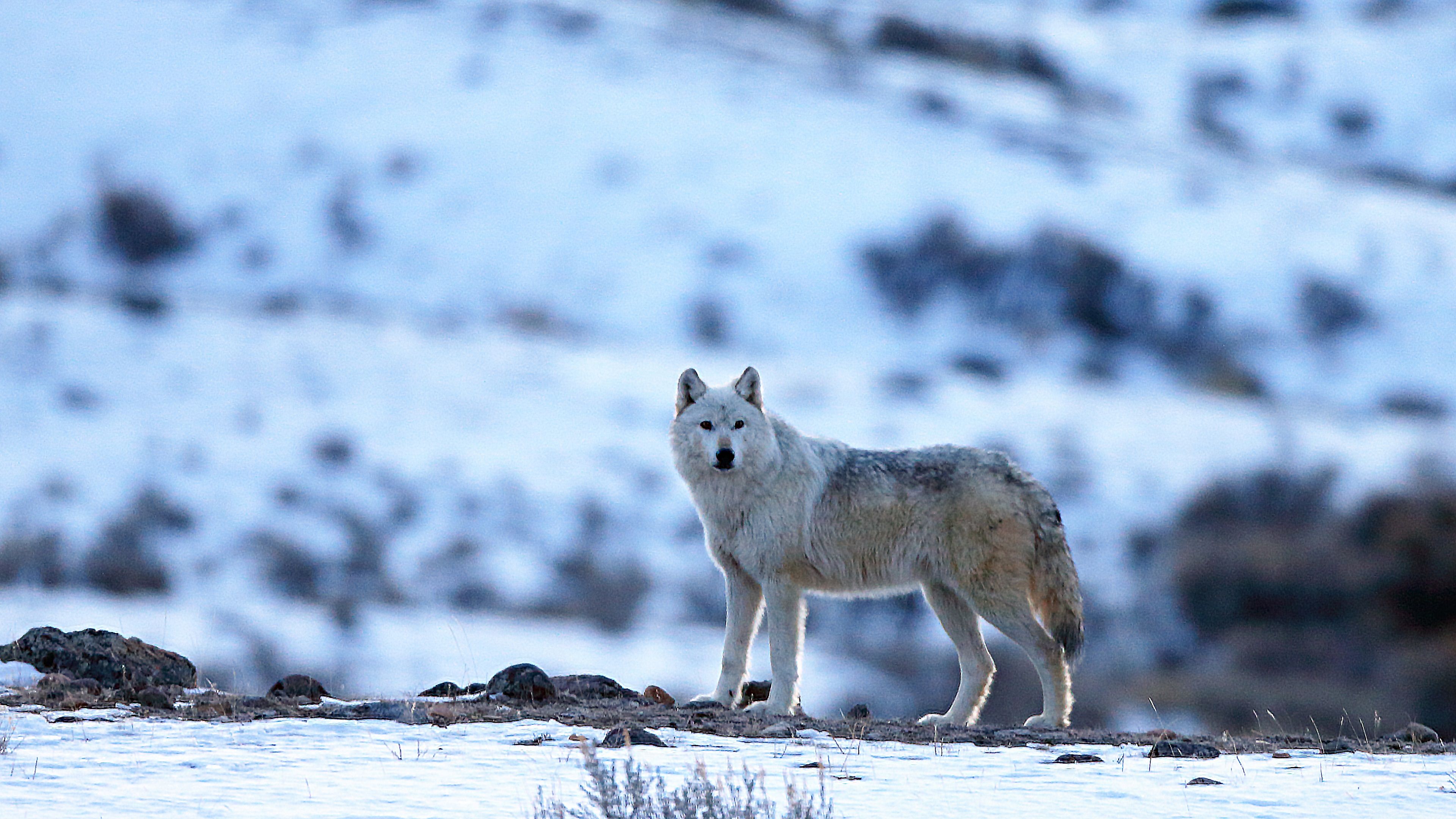 Arctic Wolf Wallpapers