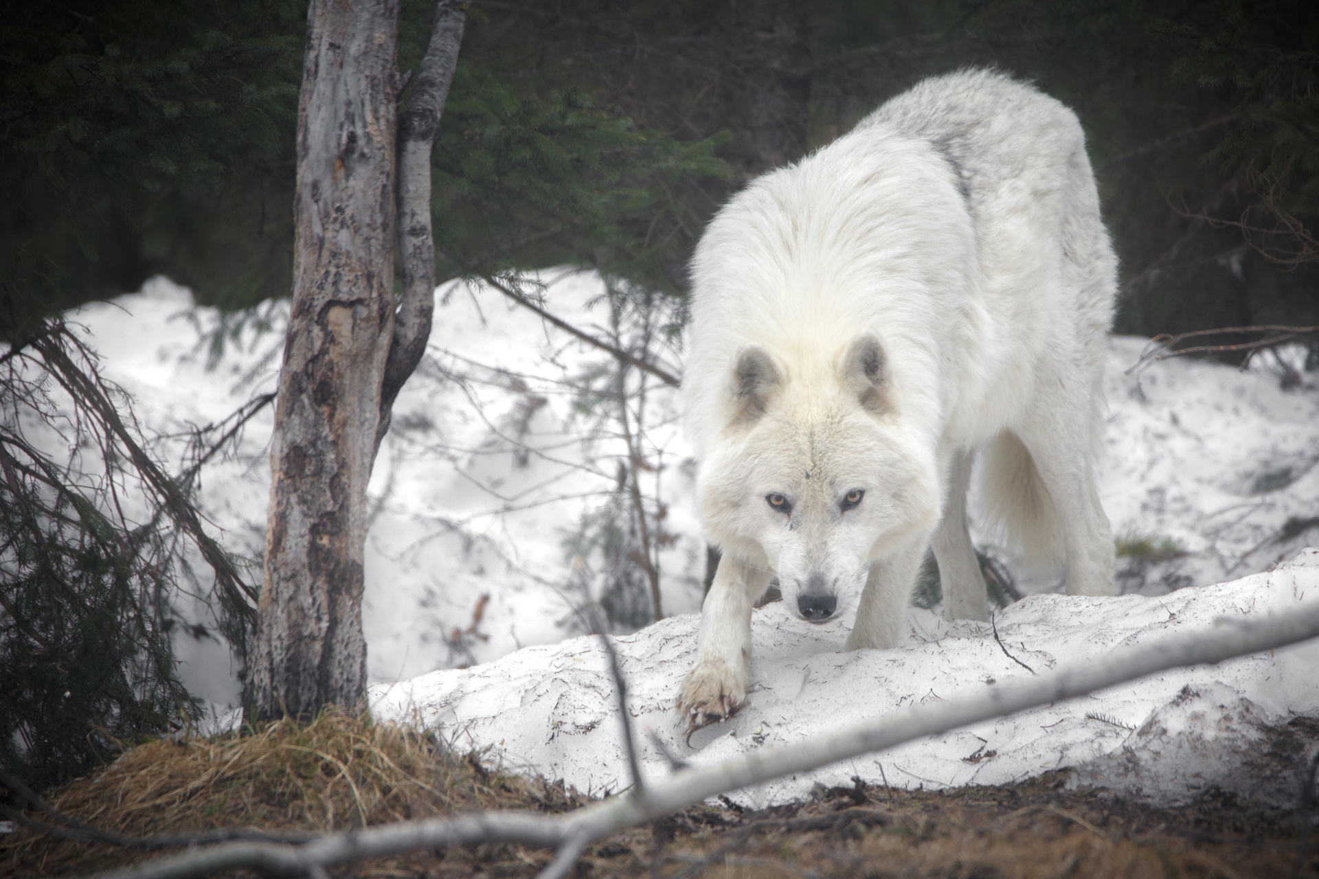 Arctic Wolf Wallpapers