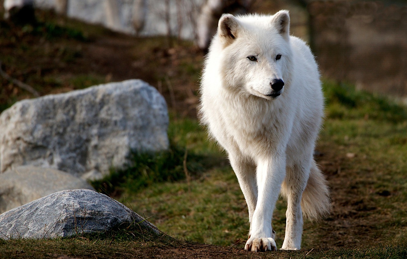 Arctic Wolf Wallpapers