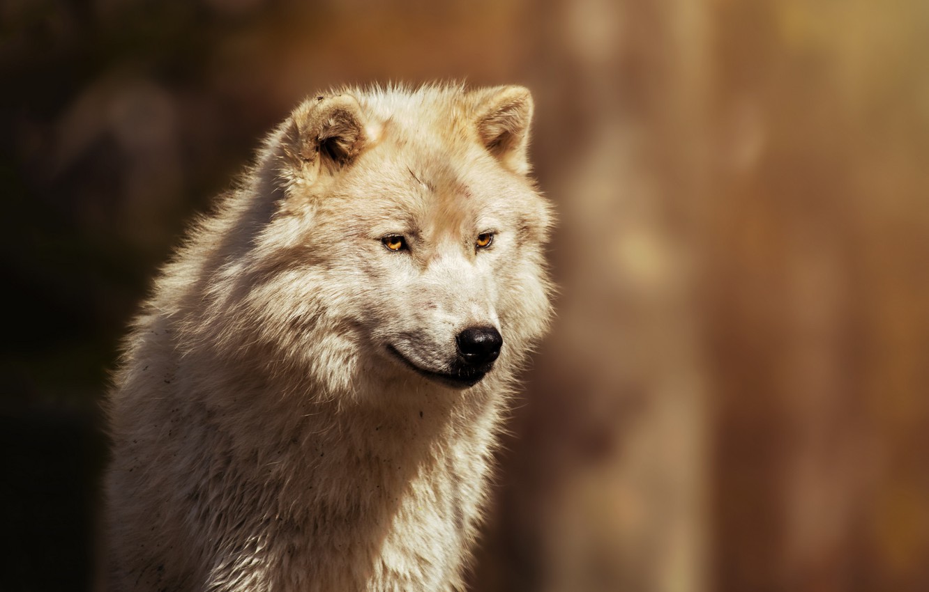 Arctic Wolf Wallpapers