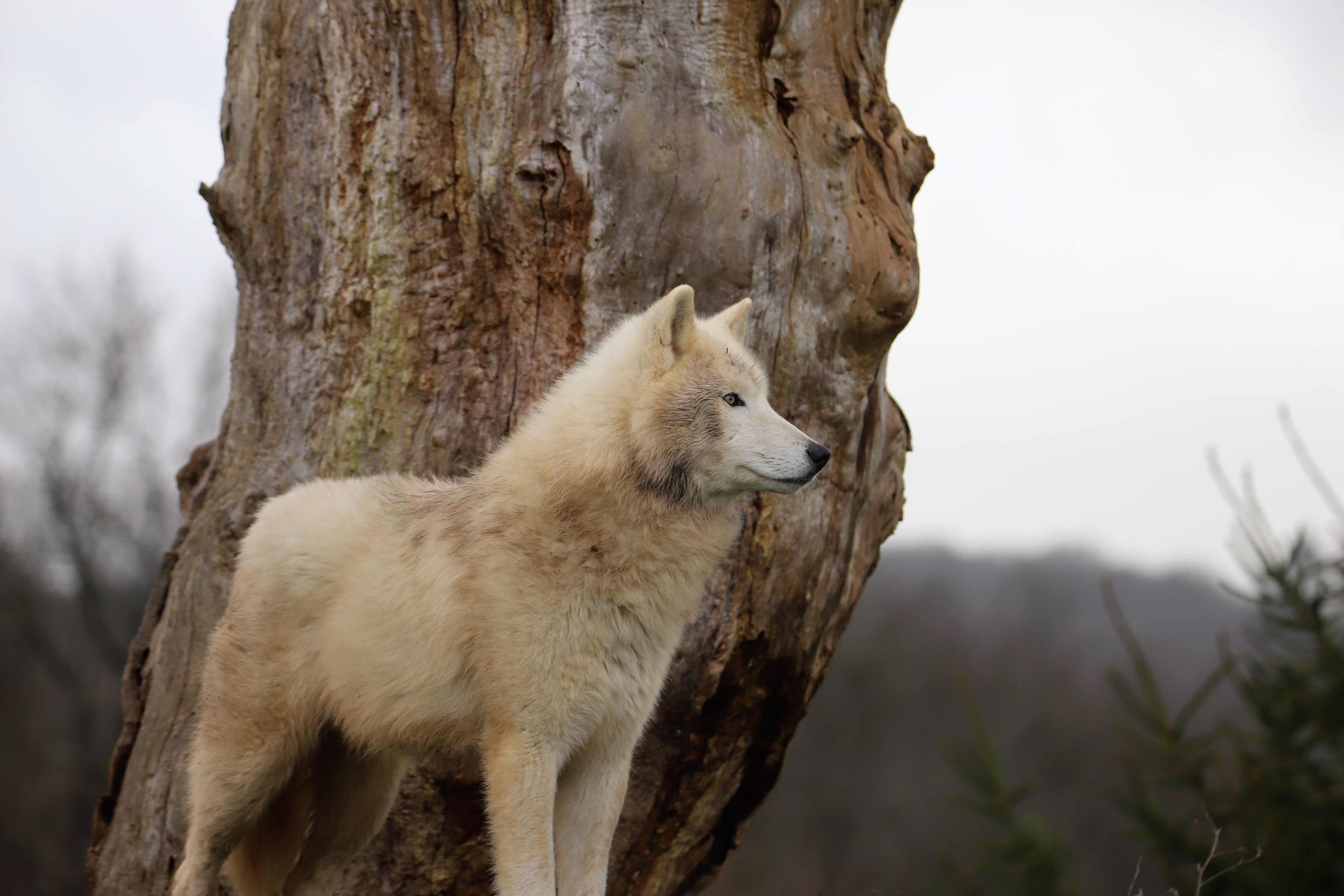 Arctic Wolf Wallpapers