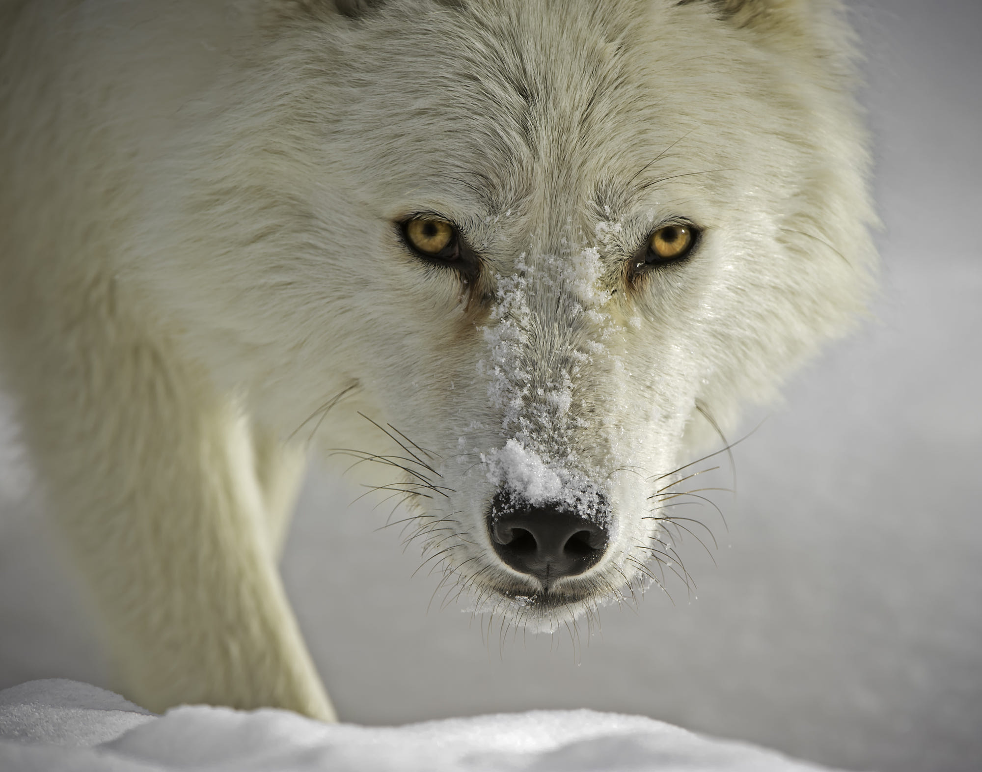 Arctic Wolf Wallpapers