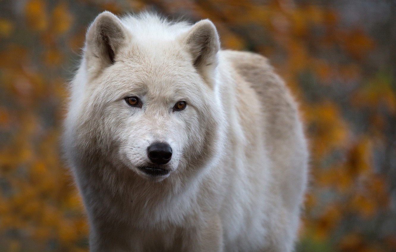 Arctic Wolf Wallpapers