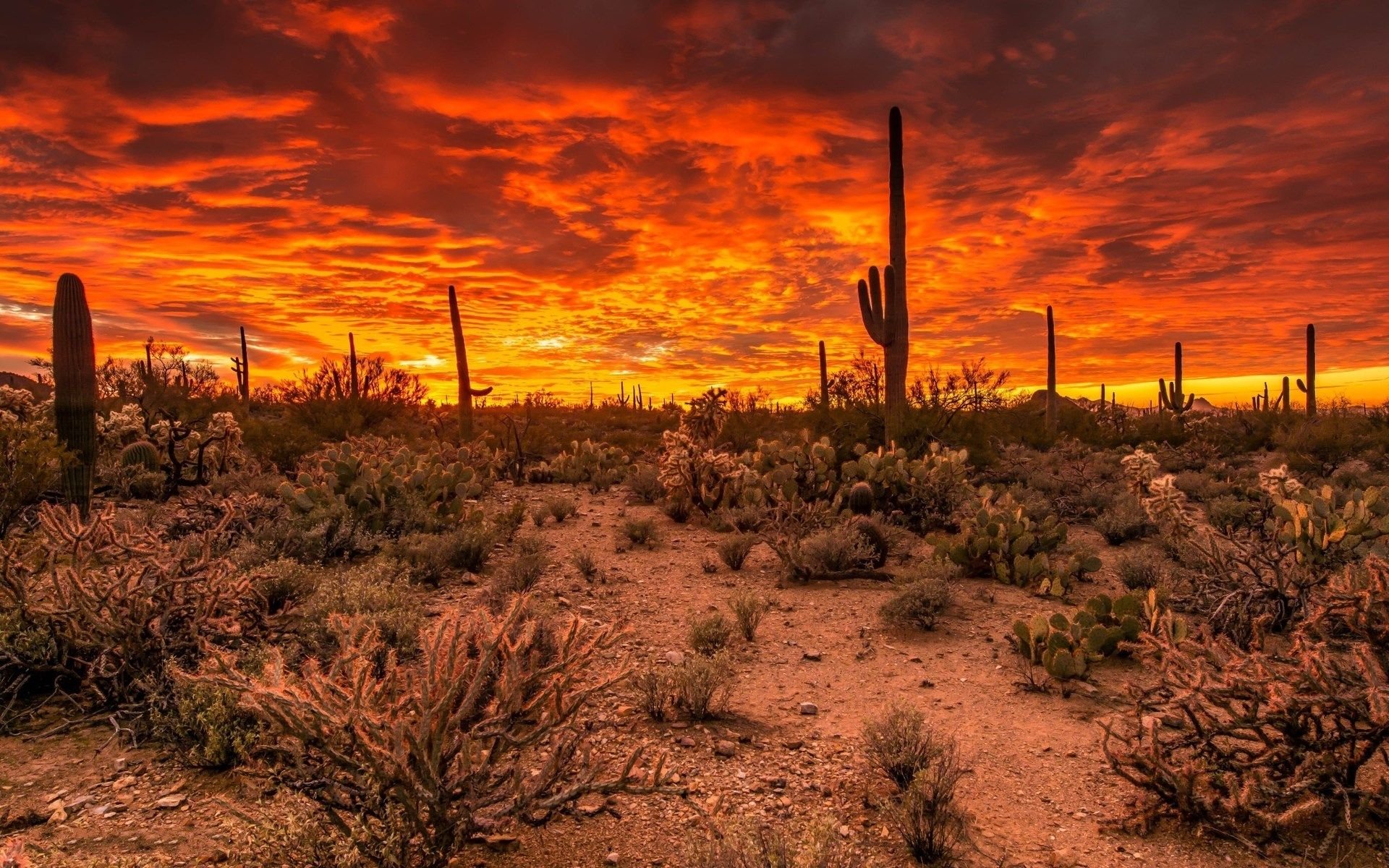 Arizona Hd Wallpapers