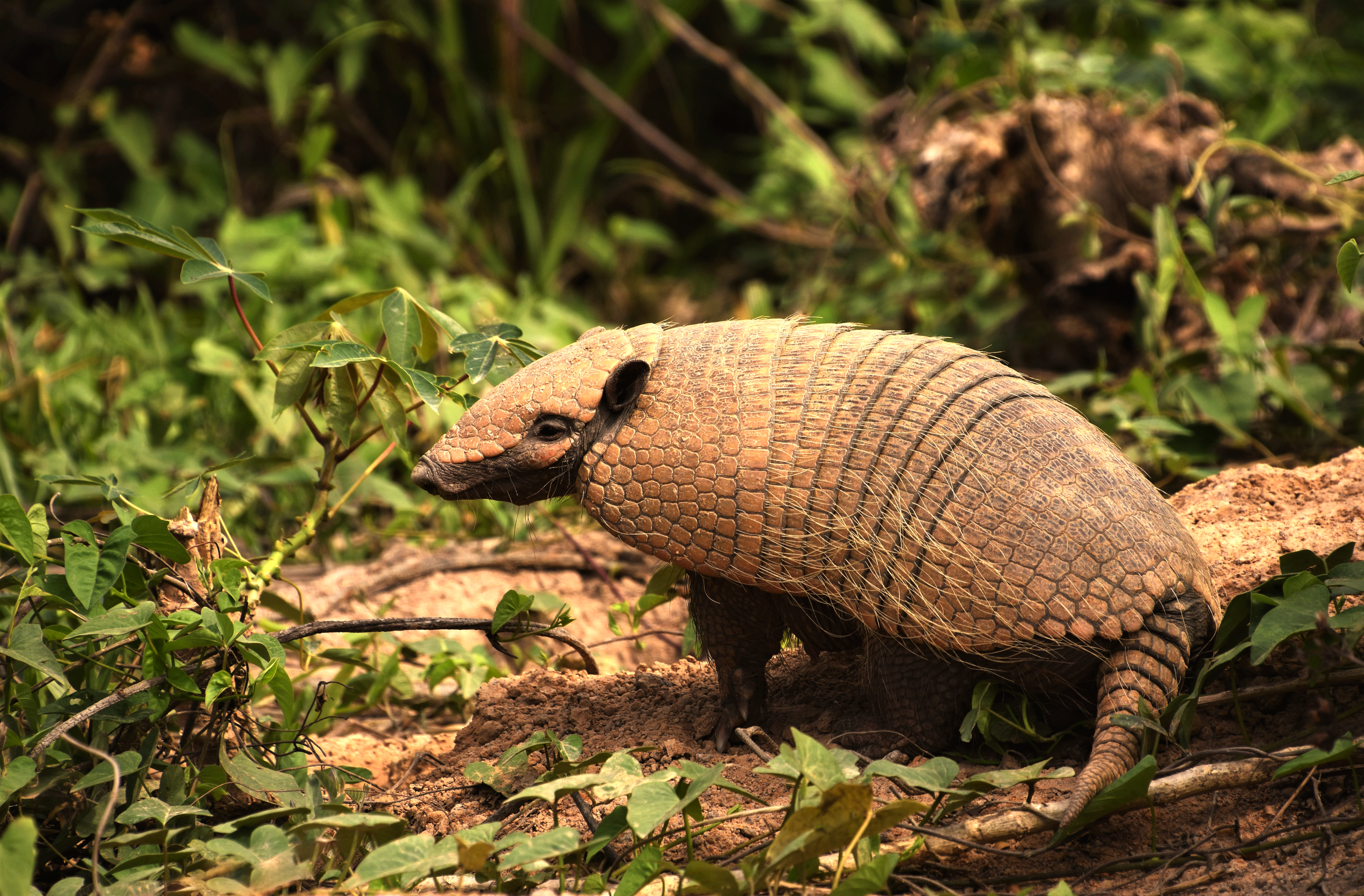 Armadillo Wallpapers