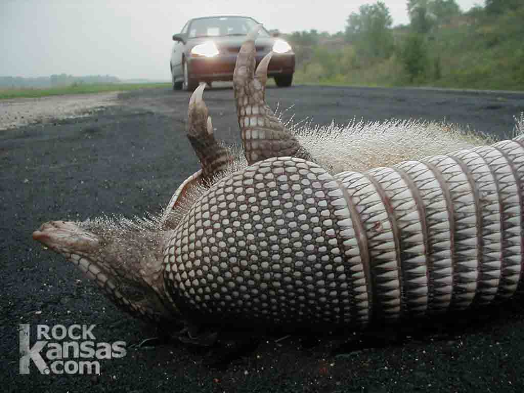 Armadillo Wallpapers