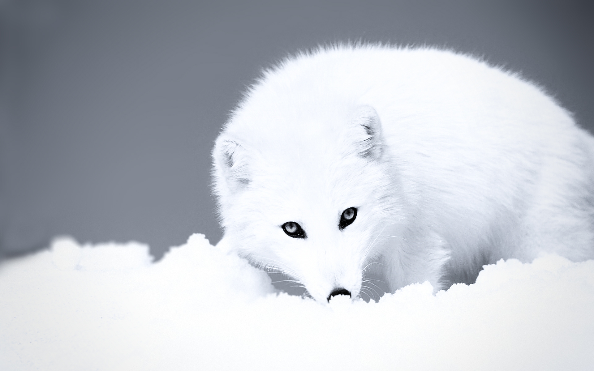 Art Arctic Fox Wallpapers